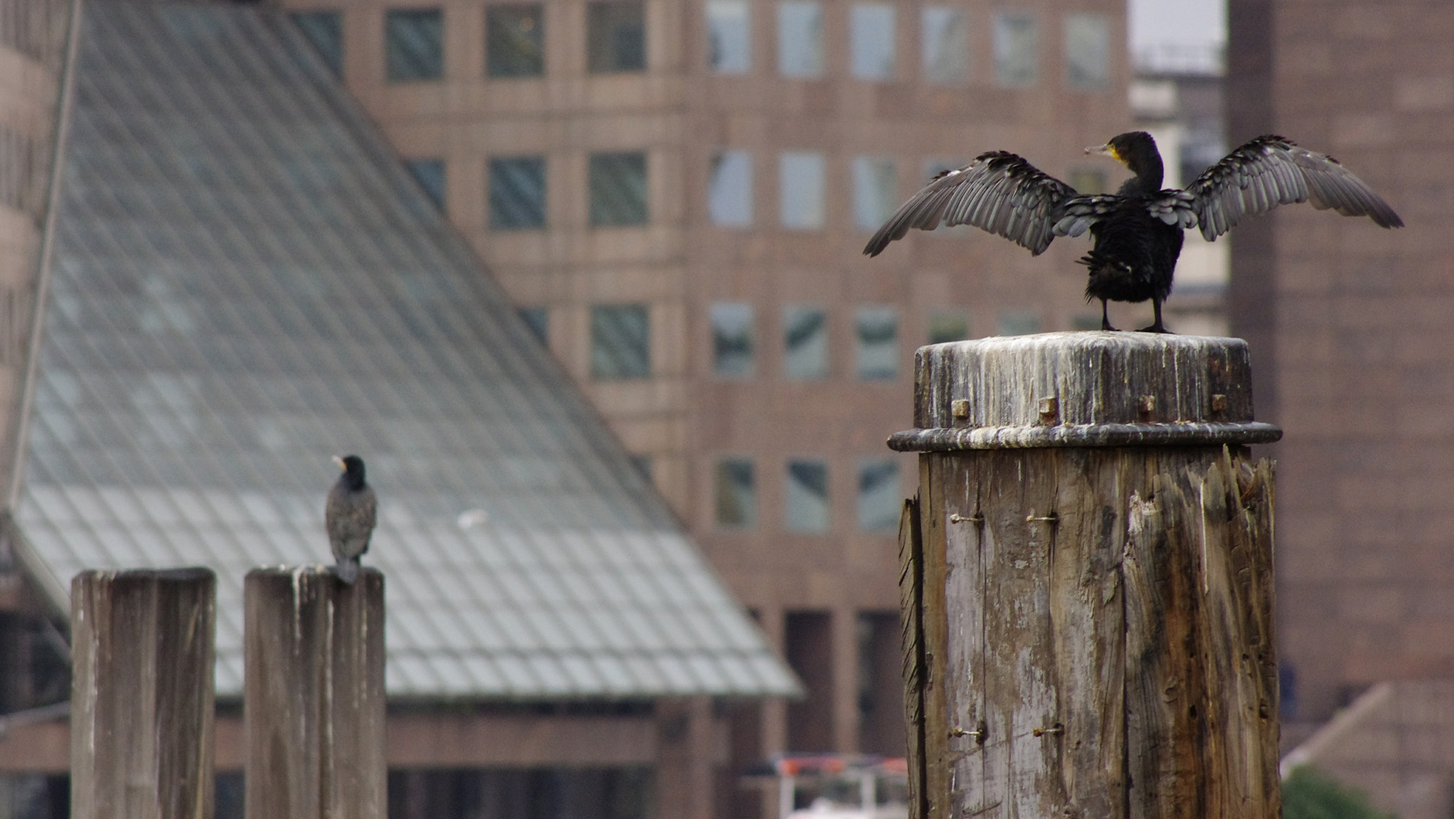 smc PENTAX-DA L 55-300mm F4-5.8 ED sample photo. Wing span photography