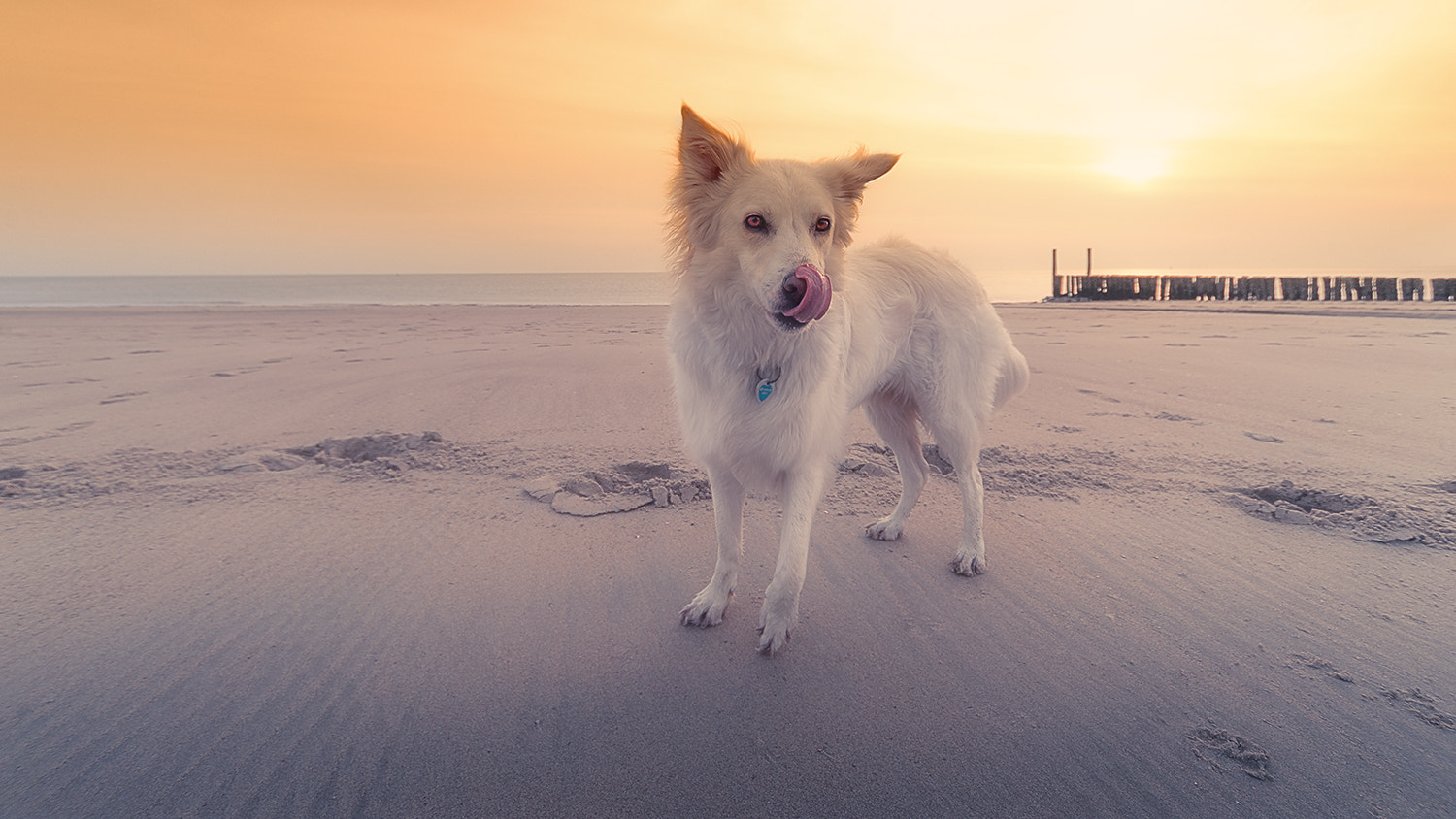 Nikon D700 + Sigma 12-24mm F4.5-5.6 EX DG Aspherical HSM sample photo. Walking the dog photography