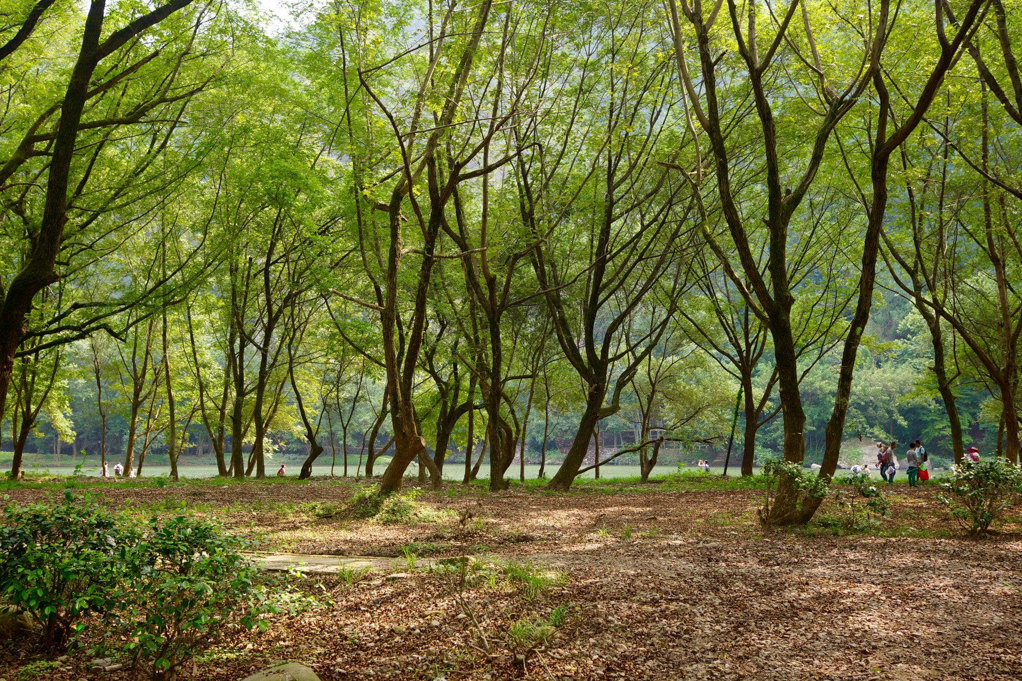 Sony Alpha NEX-7 + Sony Sonnar T* E 24mm F1.8 ZA sample photo. Strange trees by the river photography