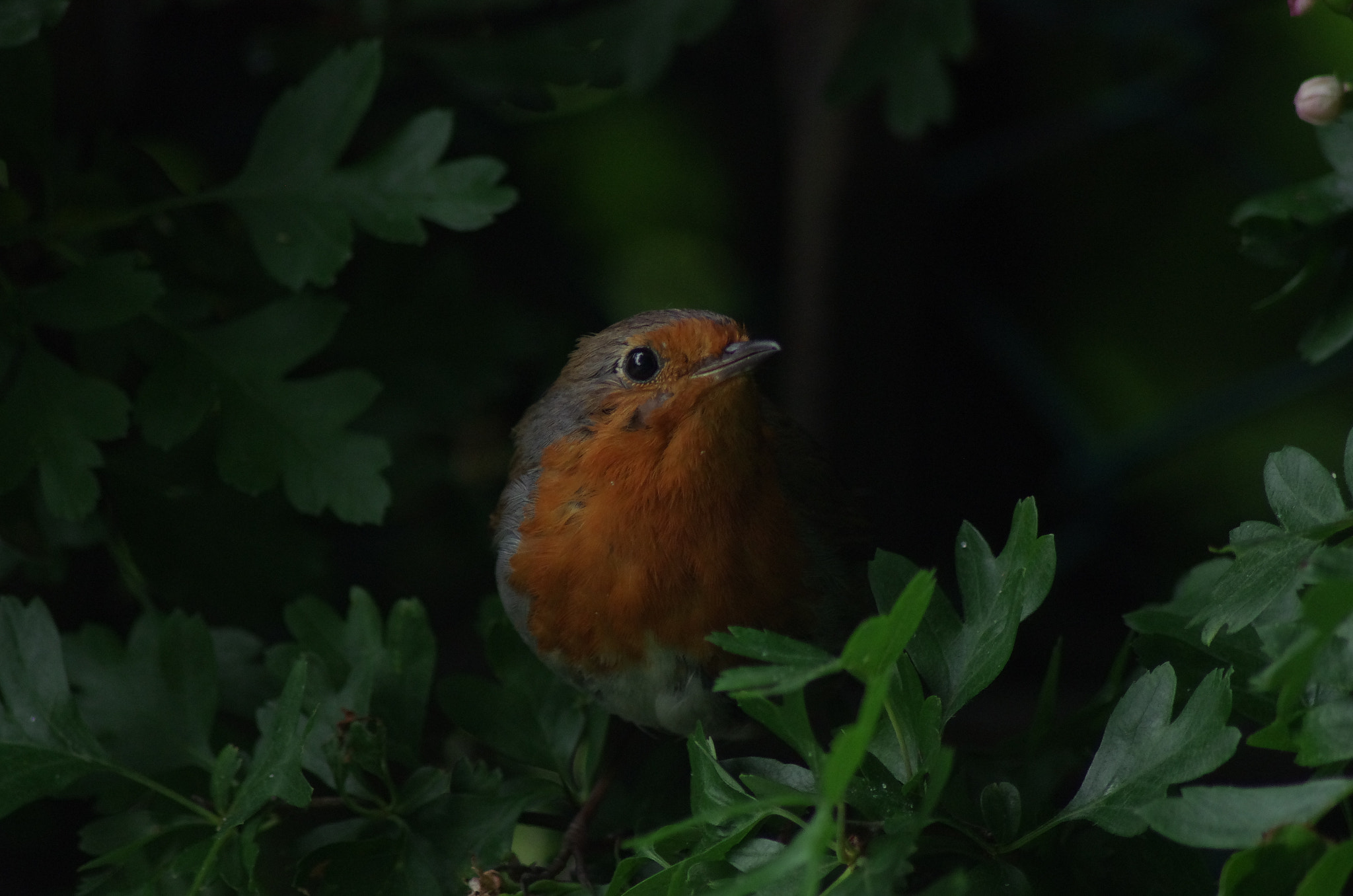 Tamron AF 70-300mm F4-5.6 Di LD Macro sample photo. Lookout photography