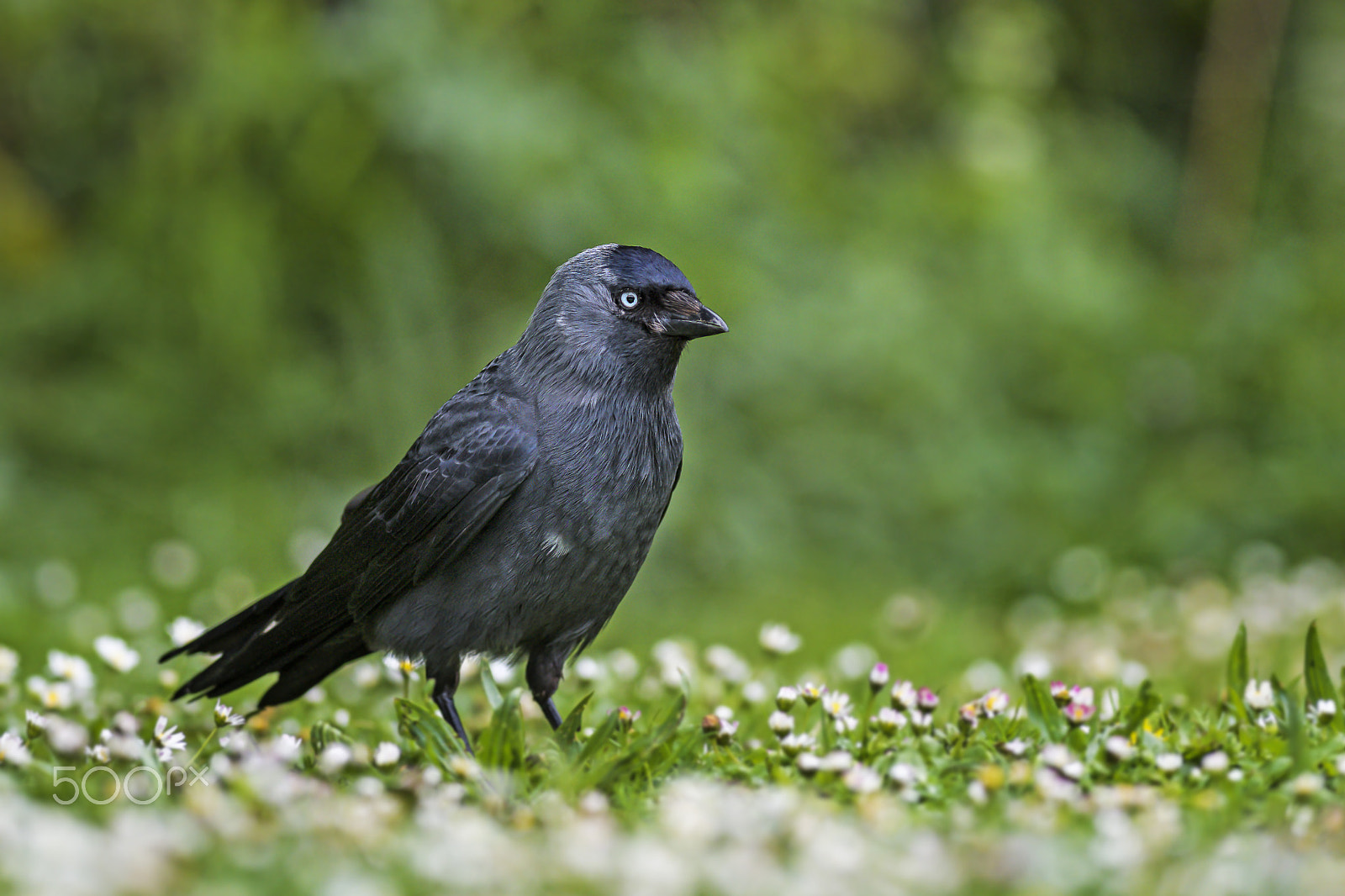 Nikon D810 + Nikon AF-S Nikkor 300mm F2.8G ED-IF VR sample photo. Jackdaw photography