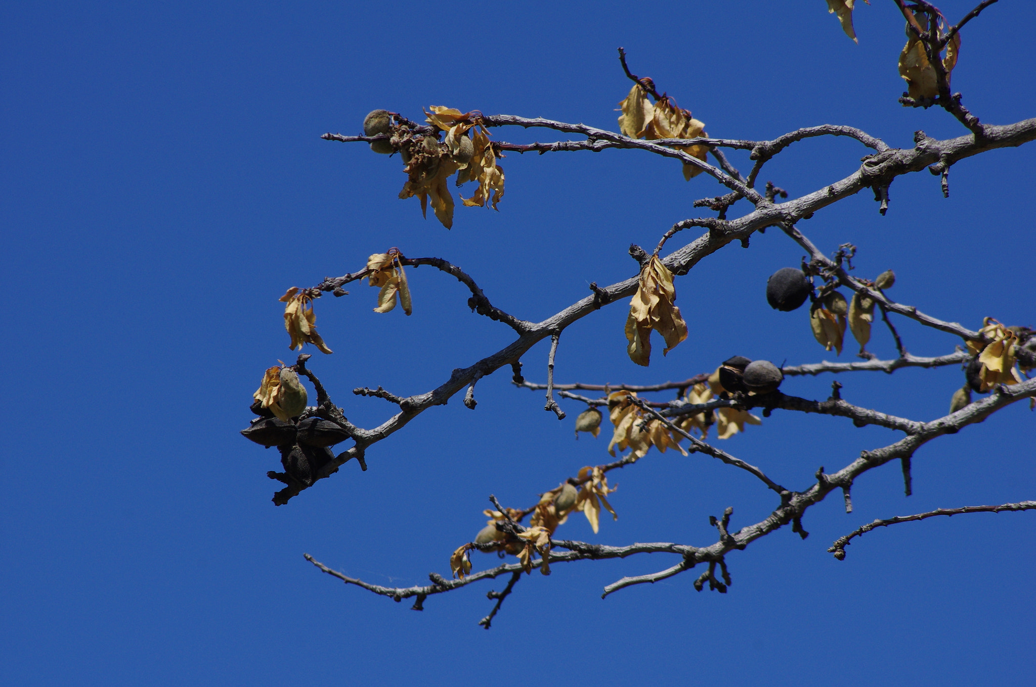 smc PENTAX-DA L 55-300mm F4-5.8 ED sample photo. Almonds under mallorcan sky photography