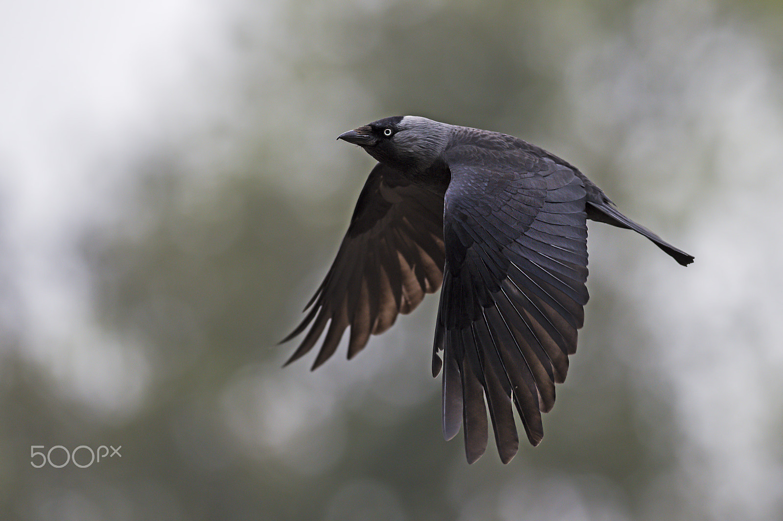 Nikon D810 + Nikon AF-S Nikkor 300mm F2.8G ED-IF VR sample photo. Jackdaw photography