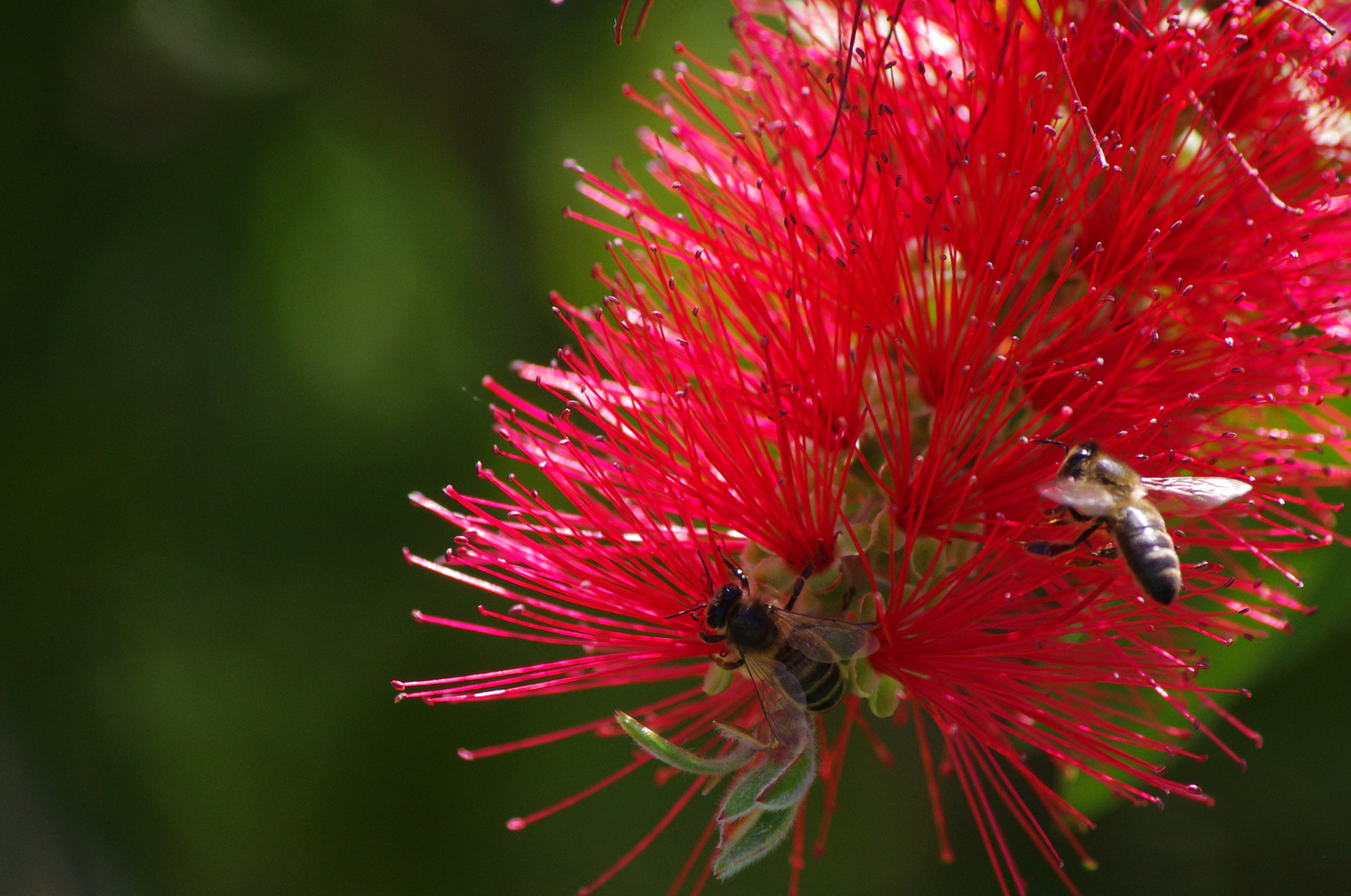 smc PENTAX-DA L 55-300mm F4-5.8 ED sample photo. Busy bees photography