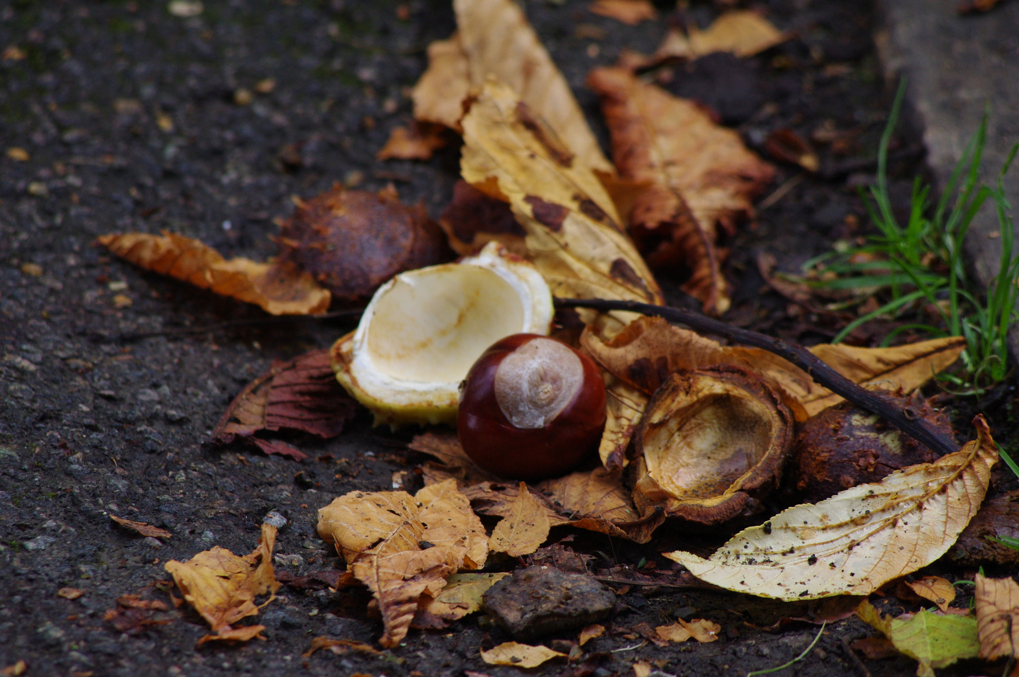 smc PENTAX-DA L 55-300mm F4-5.8 ED sample photo. Conkers photography