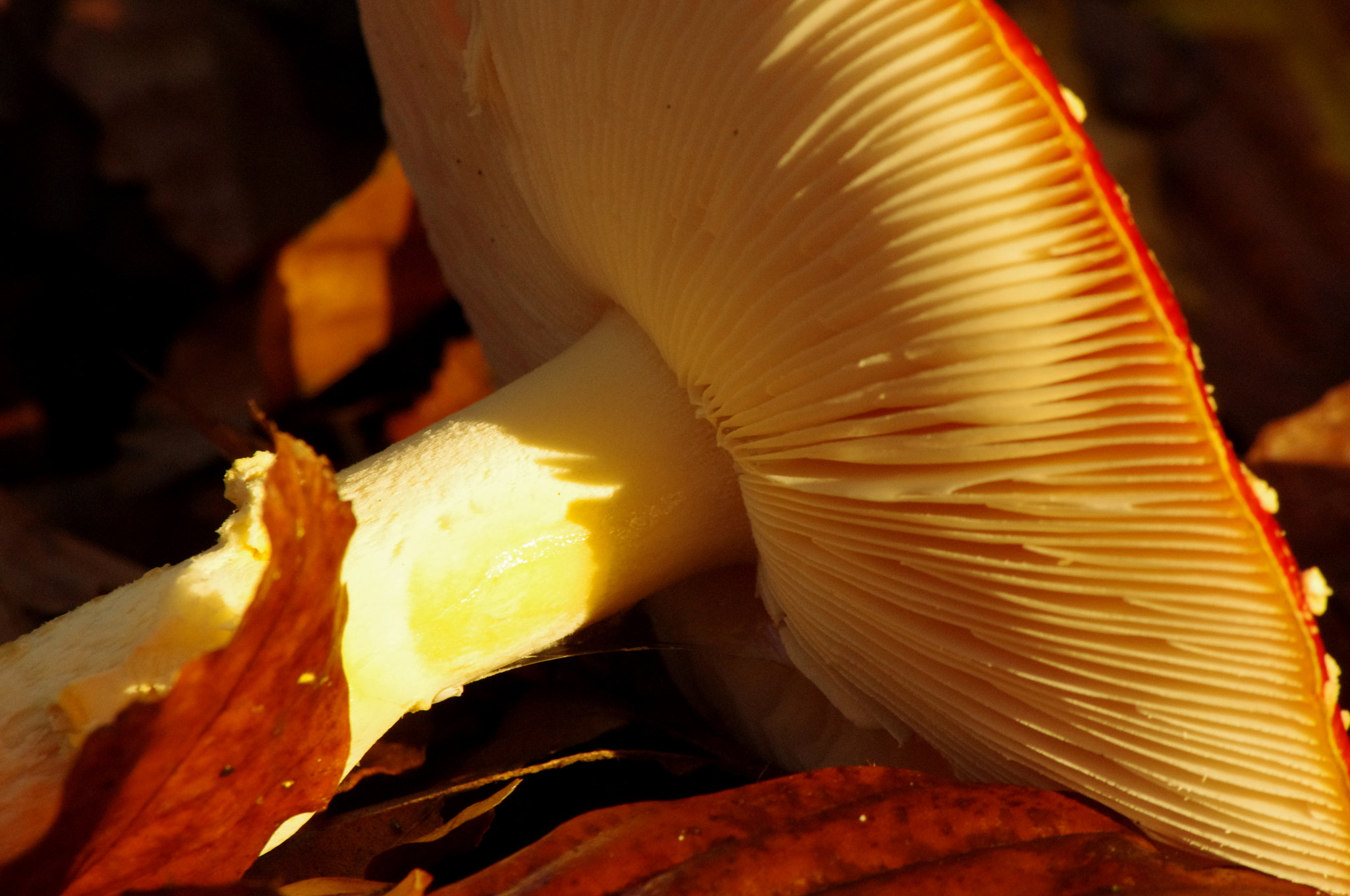 smc PENTAX-DA L 55-300mm F4-5.8 ED sample photo. Creamy gills photography