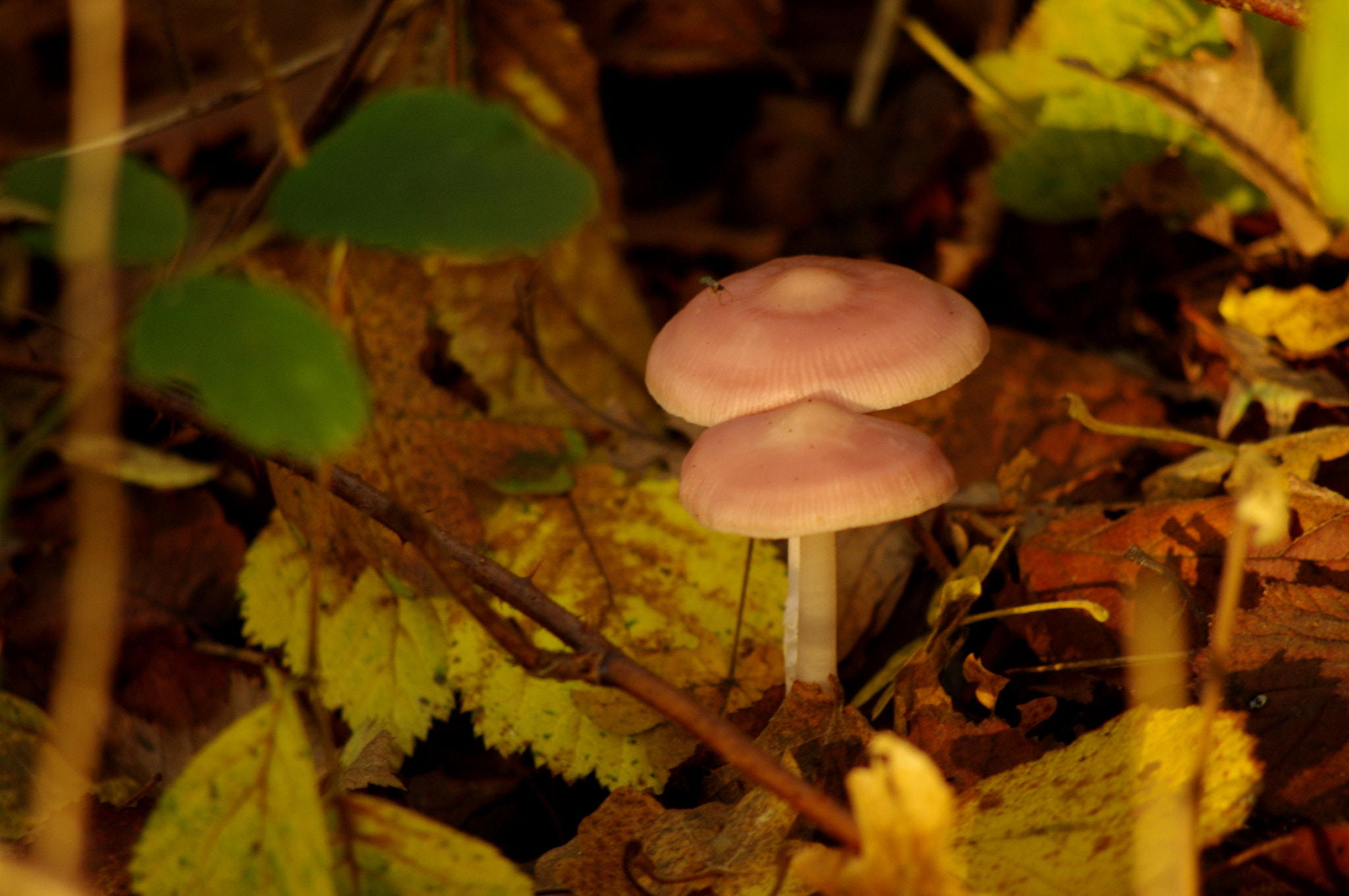 smc PENTAX-DA L 55-300mm F4-5.8 ED sample photo. Insect on fungi photography