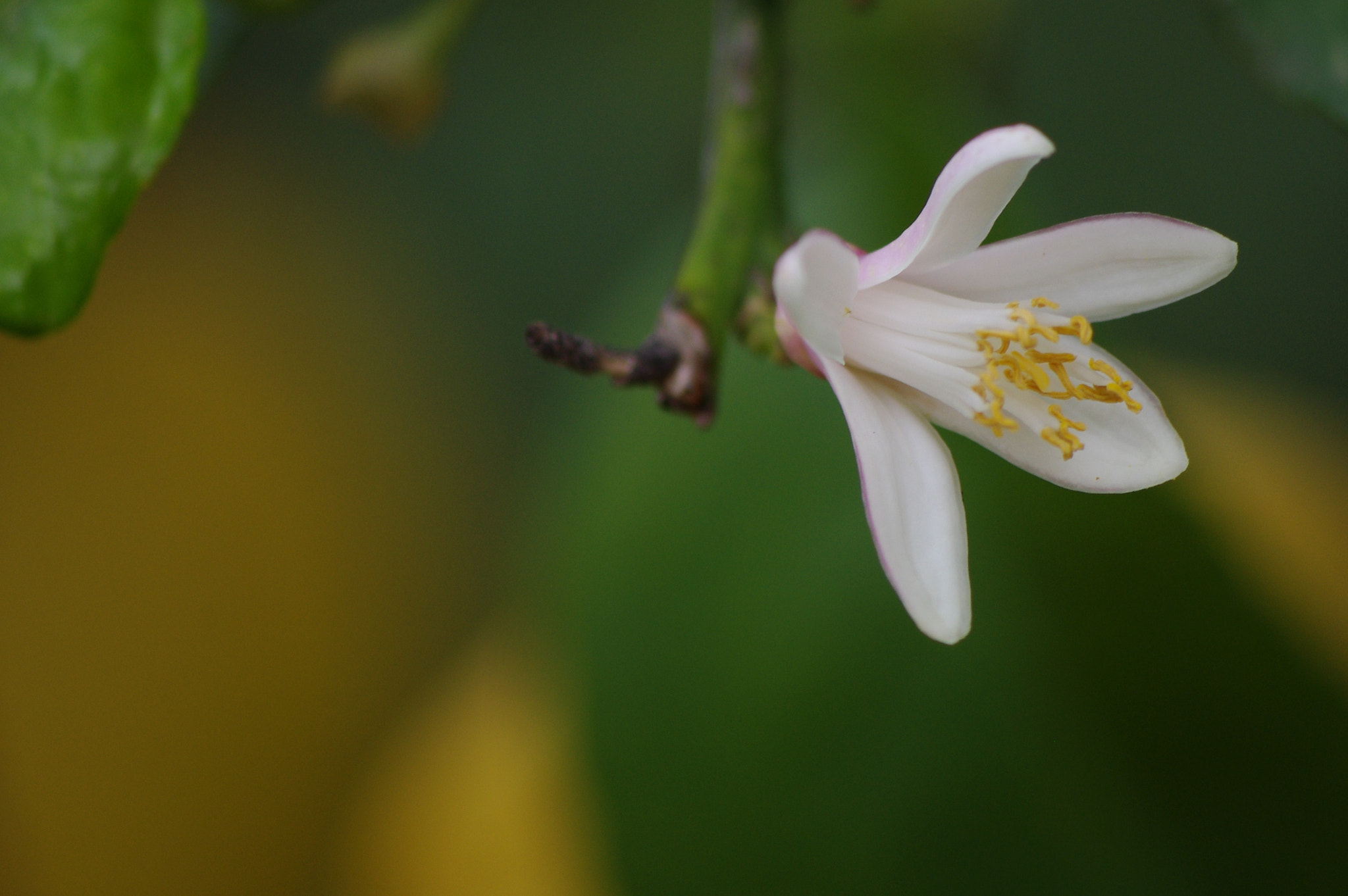 Pentax K-x sample photo. Lemon blossom photography