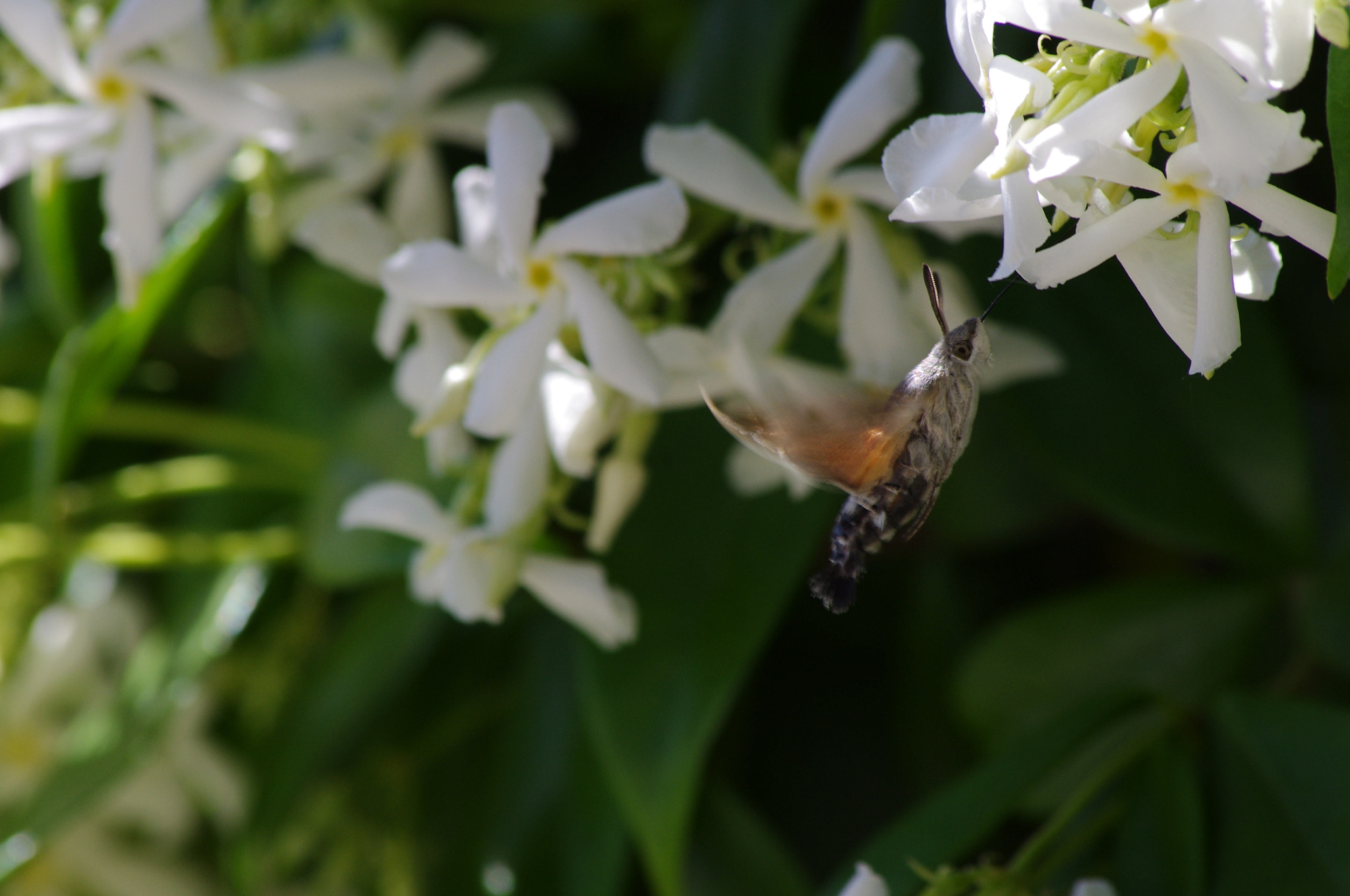 smc PENTAX-DA L 55-300mm F4-5.8 ED sample photo. Moth drawn to jasmine photography