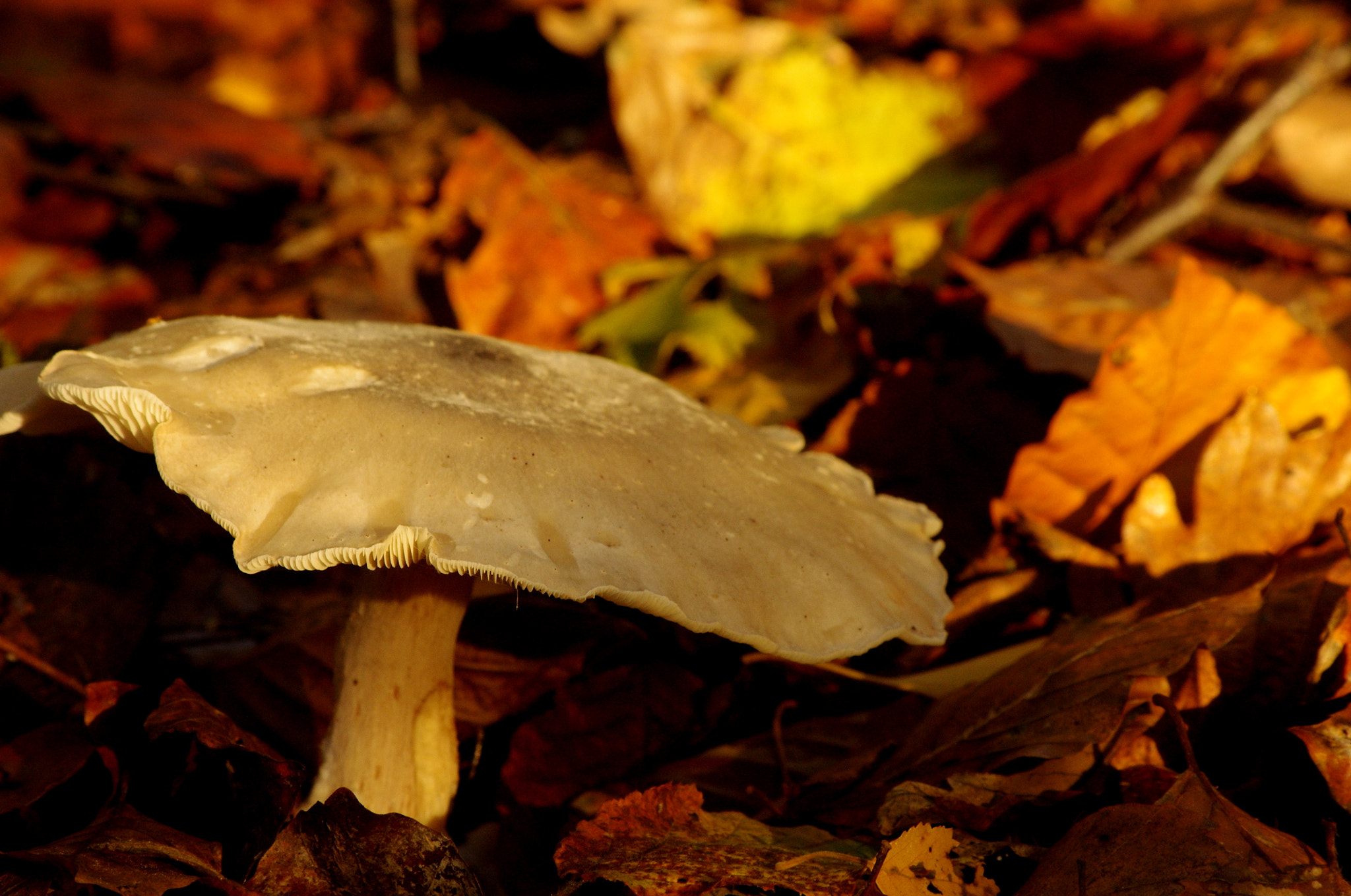 smc PENTAX-DA L 55-300mm F4-5.8 ED sample photo. Oyster mushroom photography