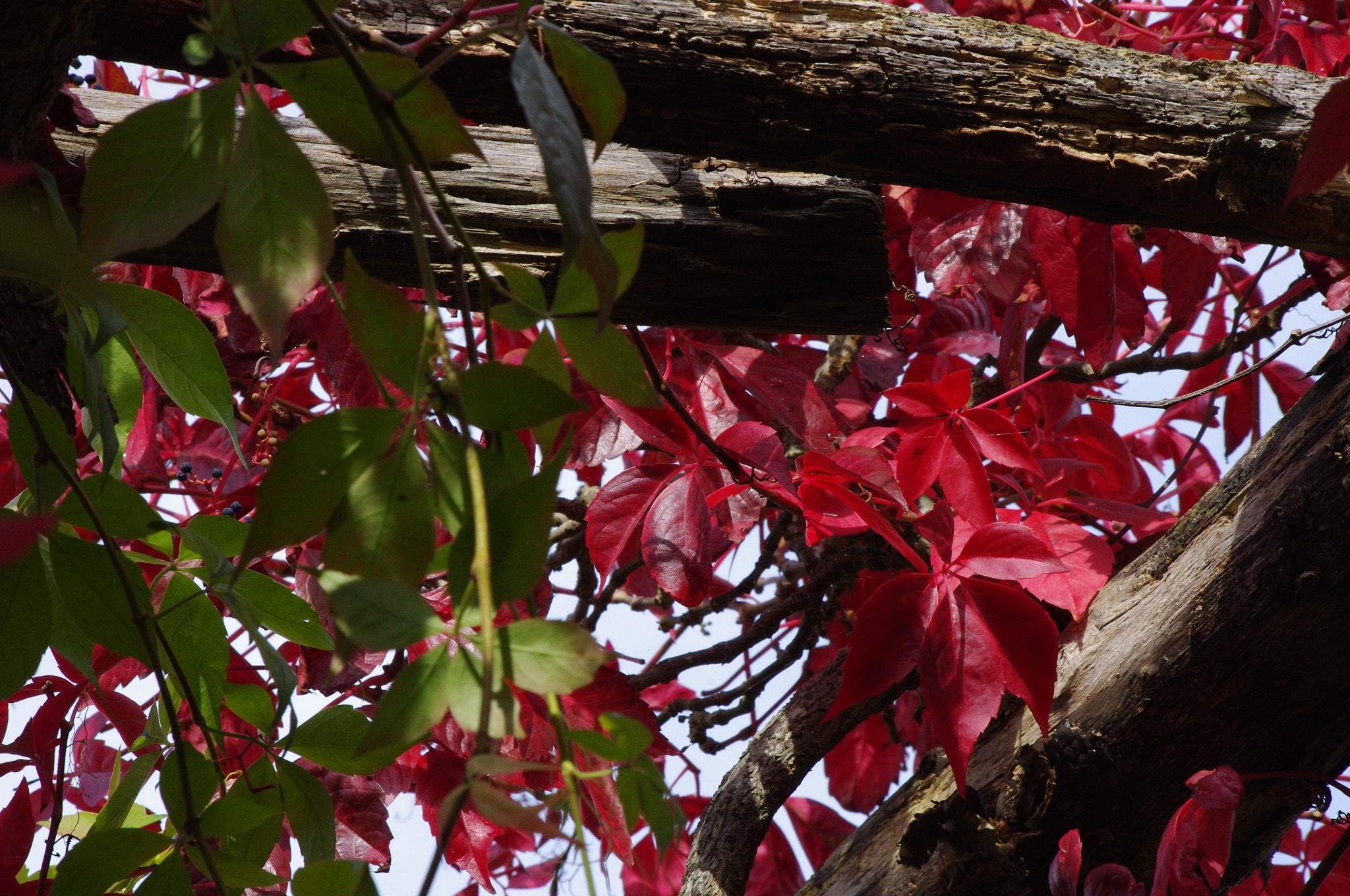 smc PENTAX-DA L 55-300mm F4-5.8 ED sample photo. Pergola at hever photography