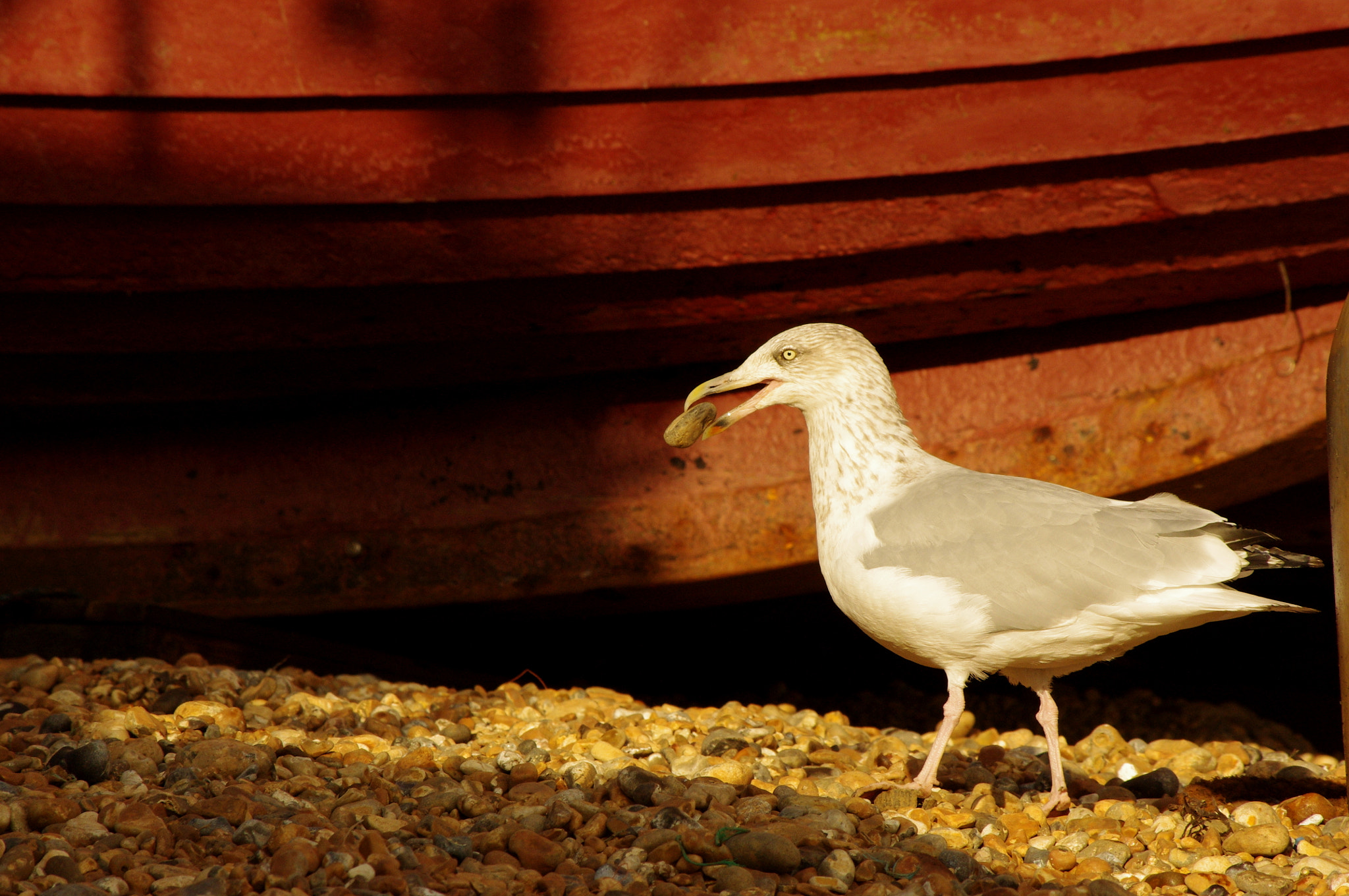 smc PENTAX-DA L 55-300mm F4-5.8 ED sample photo. Picking pebbles photography