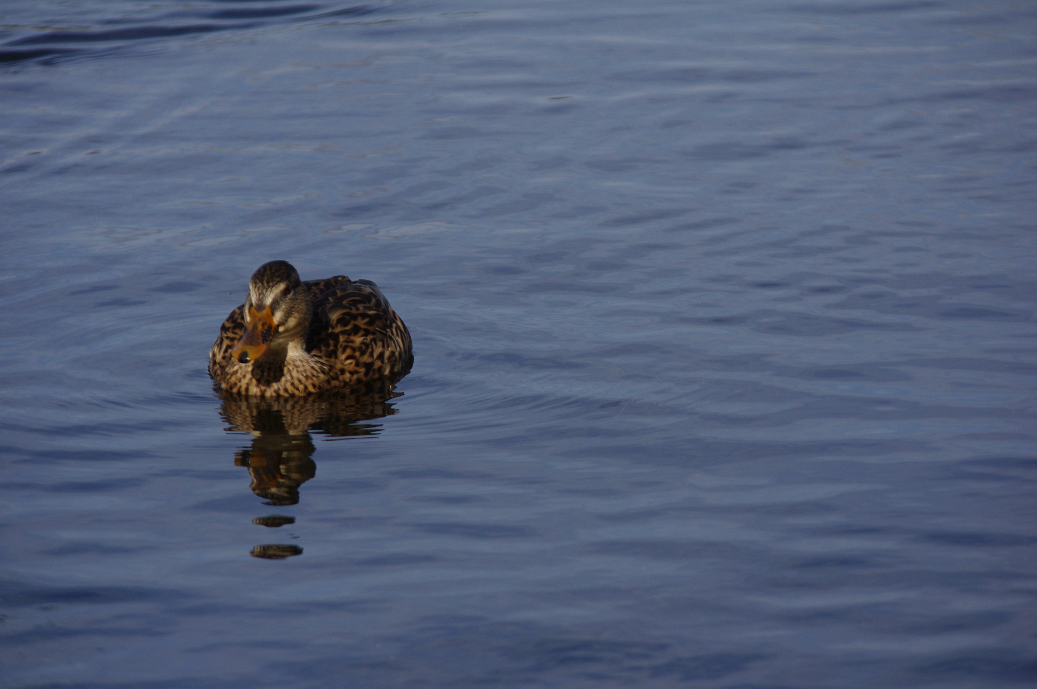 smc PENTAX-DA L 55-300mm F4-5.8 ED sample photo. Quack quack photography