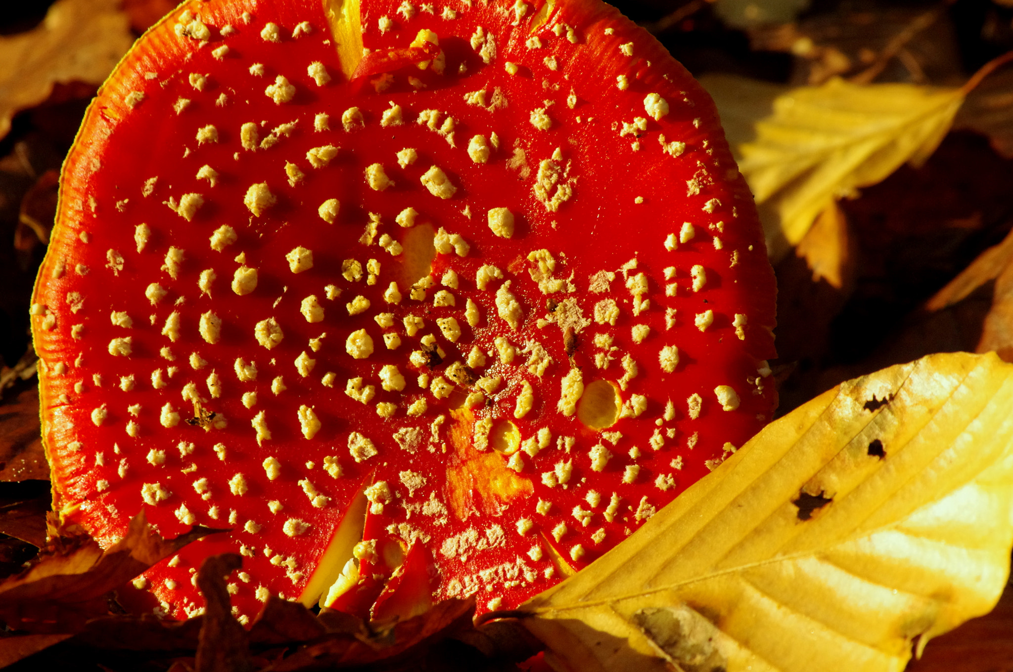 smc PENTAX-DA L 55-300mm F4-5.8 ED sample photo. Red cap with autumn leaves photography
