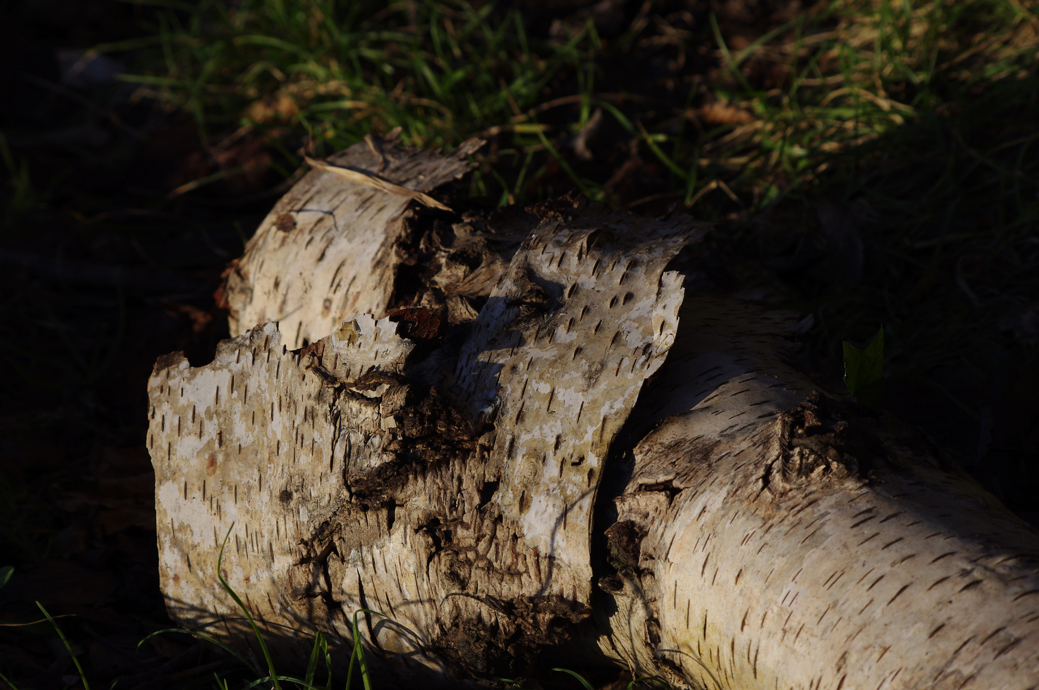 smc PENTAX-DA L 55-300mm F4-5.8 ED sample photo. Silver birch log photography