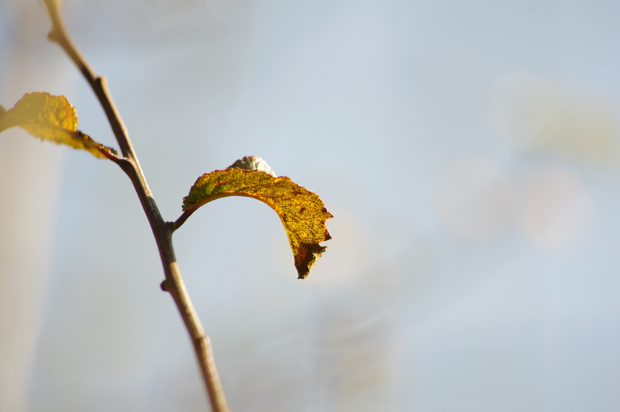 smc PENTAX-DA L 55-300mm F4-5.8 ED sample photo. Sparse leaves on branch photography