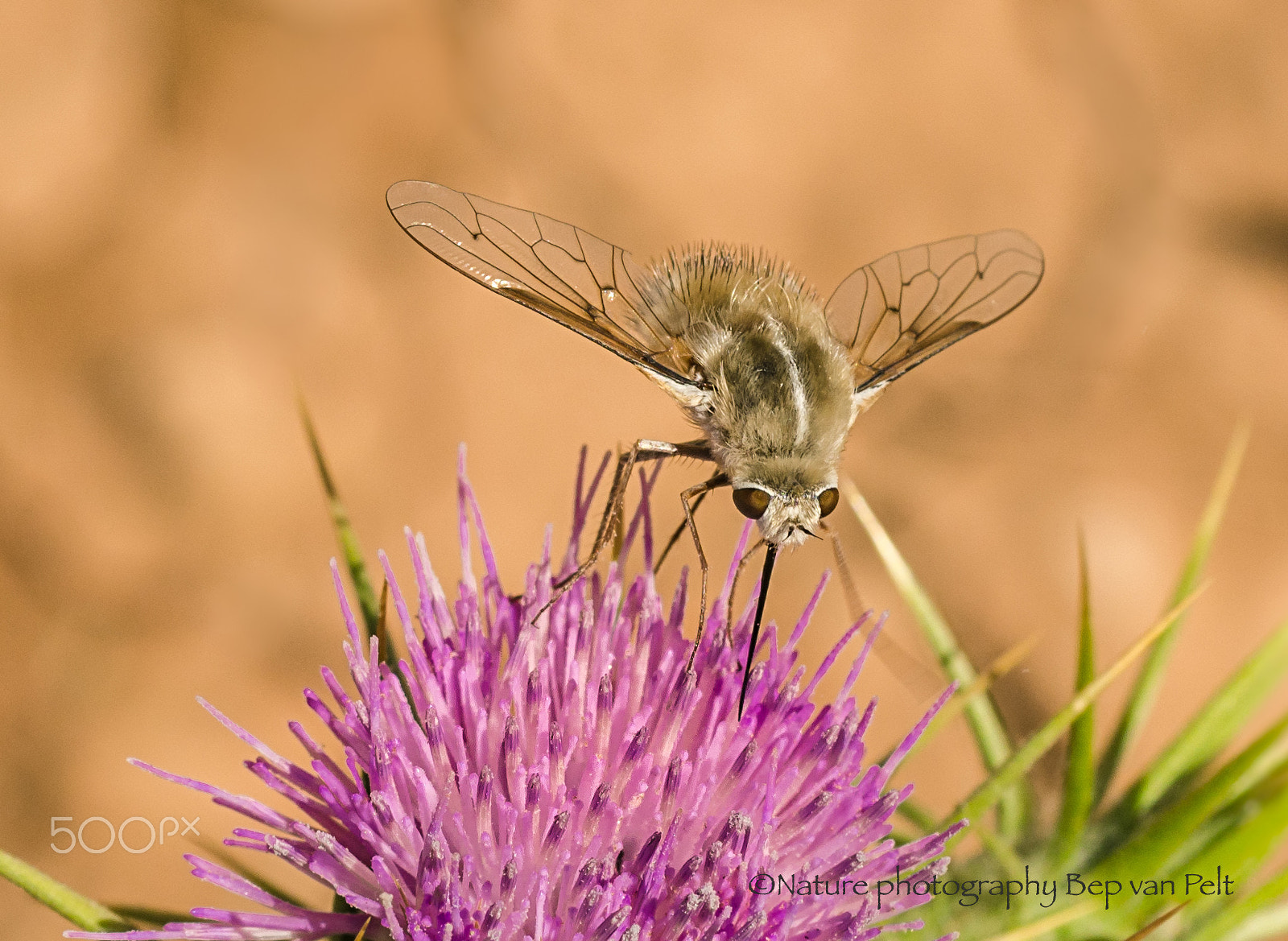 Nikon D7000 + Sigma 50mm F2.8 EX DG Macro sample photo. Bee fly feeding on a thistle photography