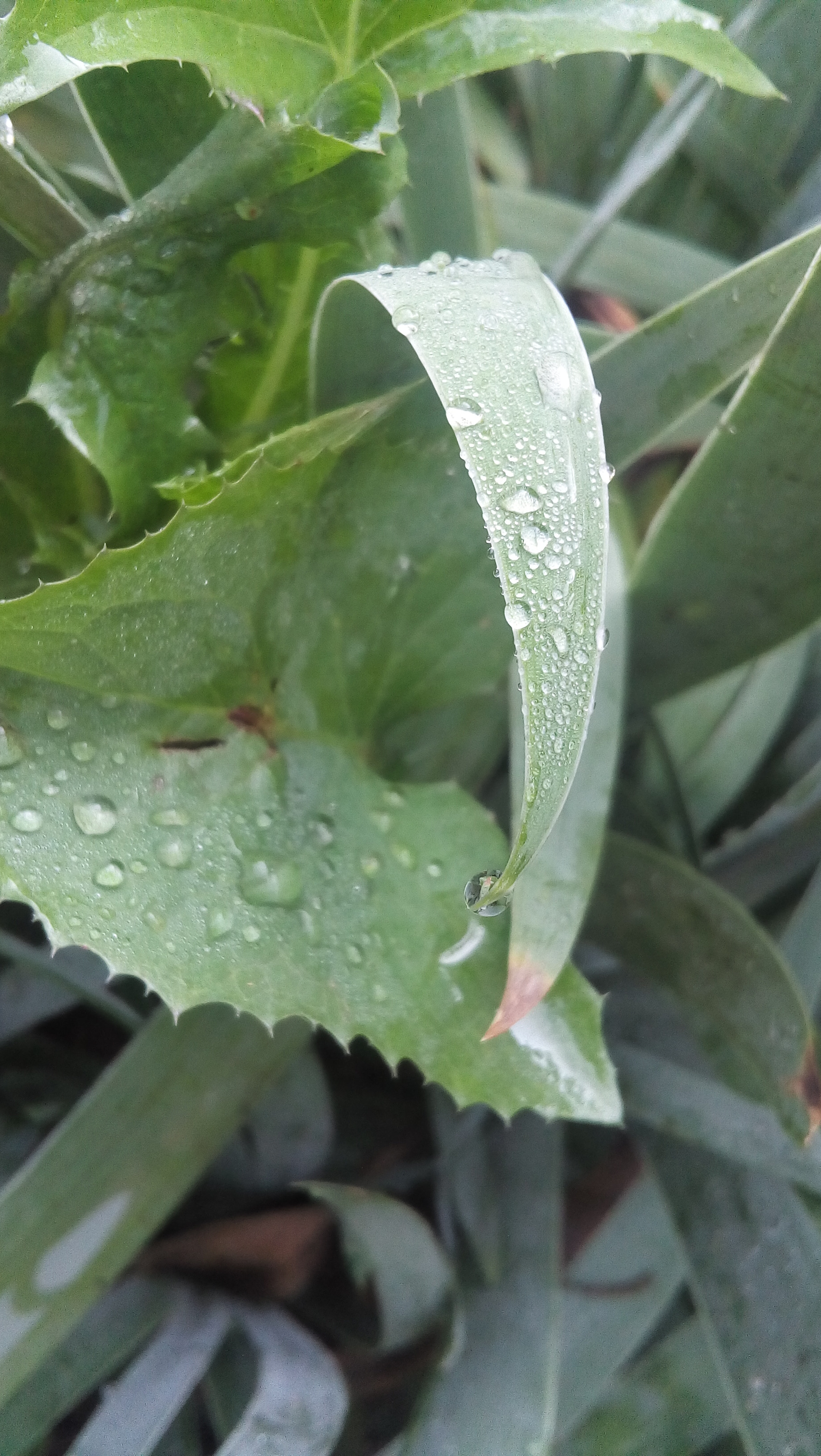 LG H320MB sample photo