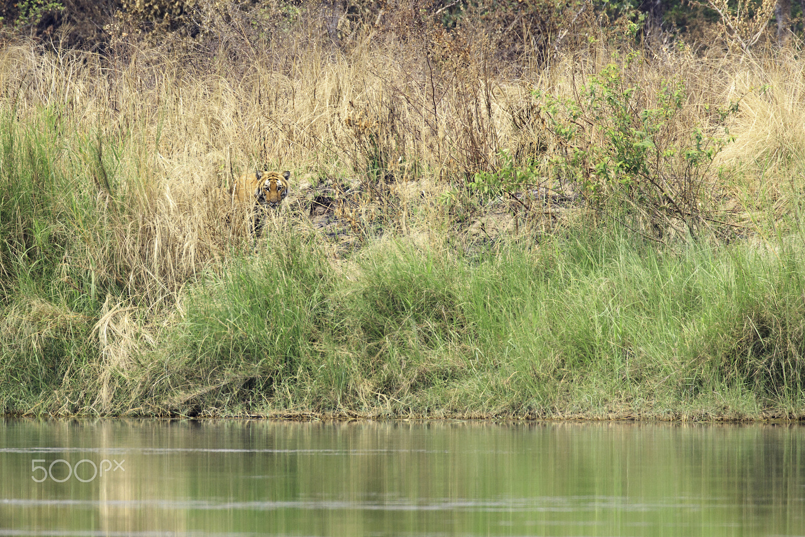 Canon EF 100-400mm F4.5-5.6L IS II USM sample photo. Belgian tiger photography
