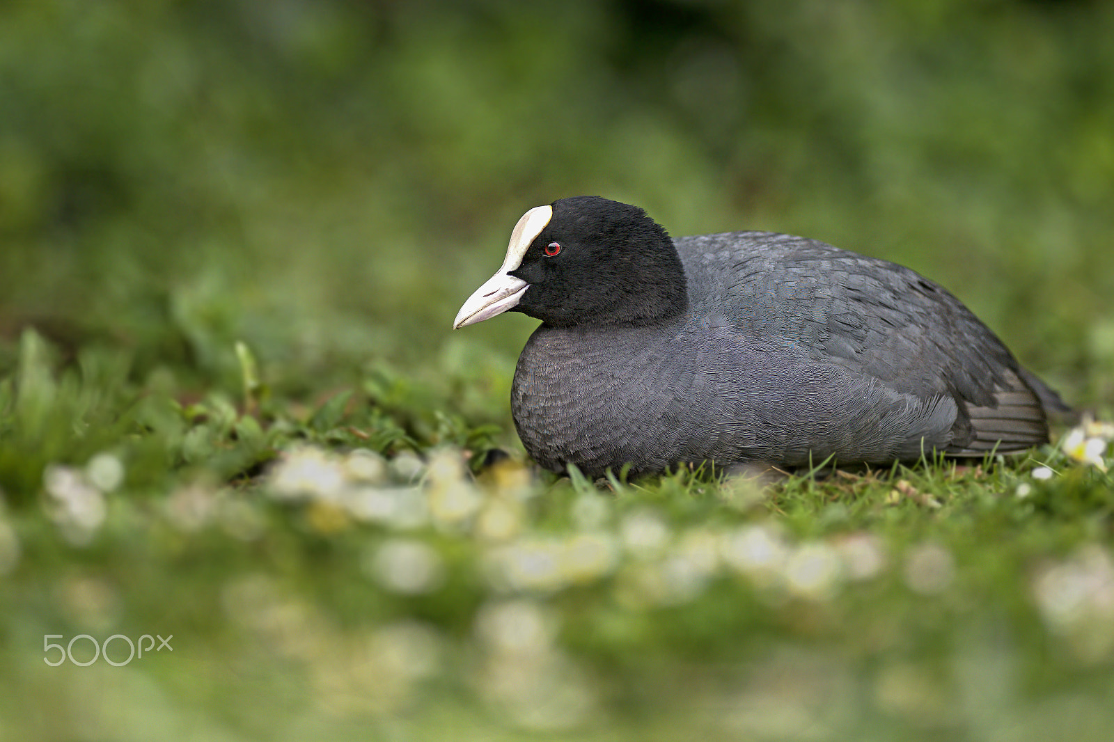 Nikon AF-S Nikkor 300mm F2.8G ED-IF VR sample photo. Coot photography