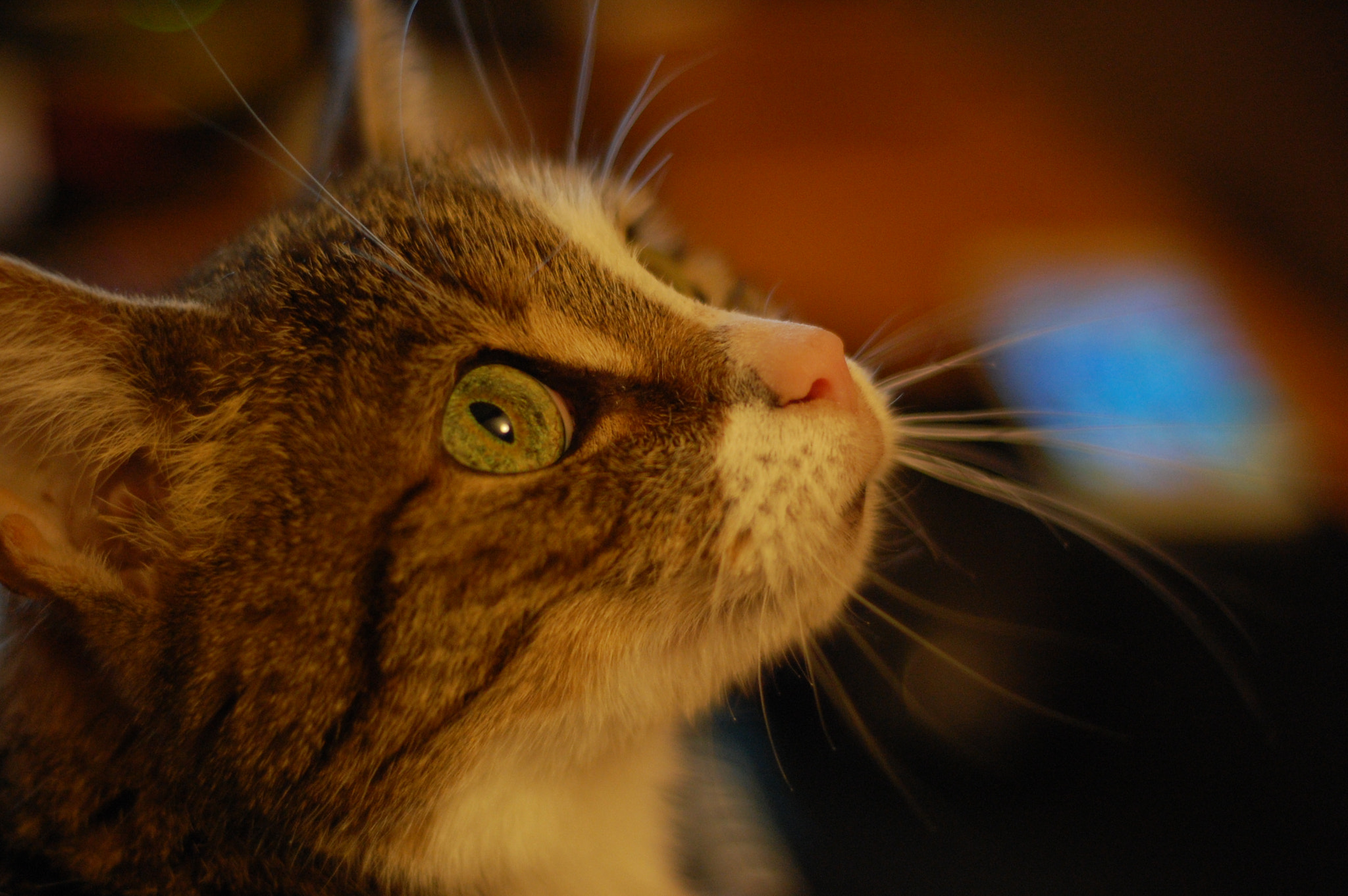 Nikon D40 + Nikon AF Nikkor 50mm F1.8D sample photo. #dana #cat  photography