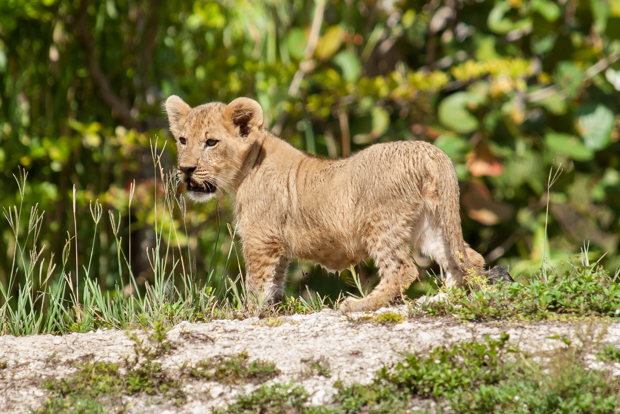 Olympus E-620 (EVOLT E-620) sample photo. African lion cub photography