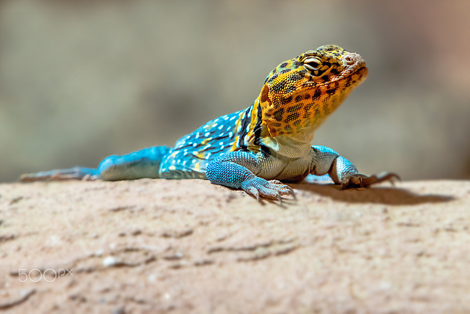 Canon EF 70-200mm F2.8L IS USM sample photo. Common collared lizard photography