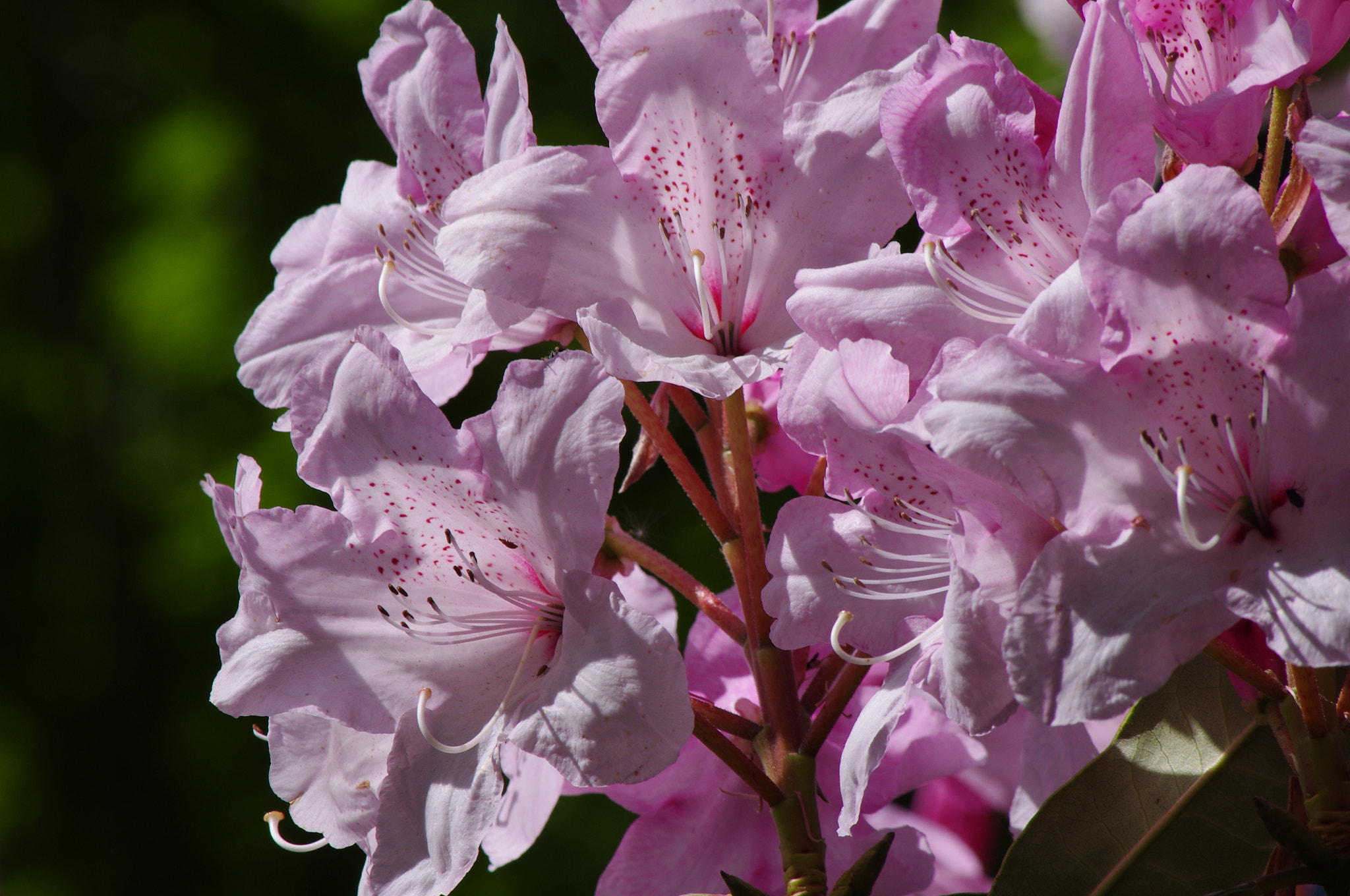 smc PENTAX-DA L 55-300mm F4-5.8 ED sample photo. Pink rhododendrons photography