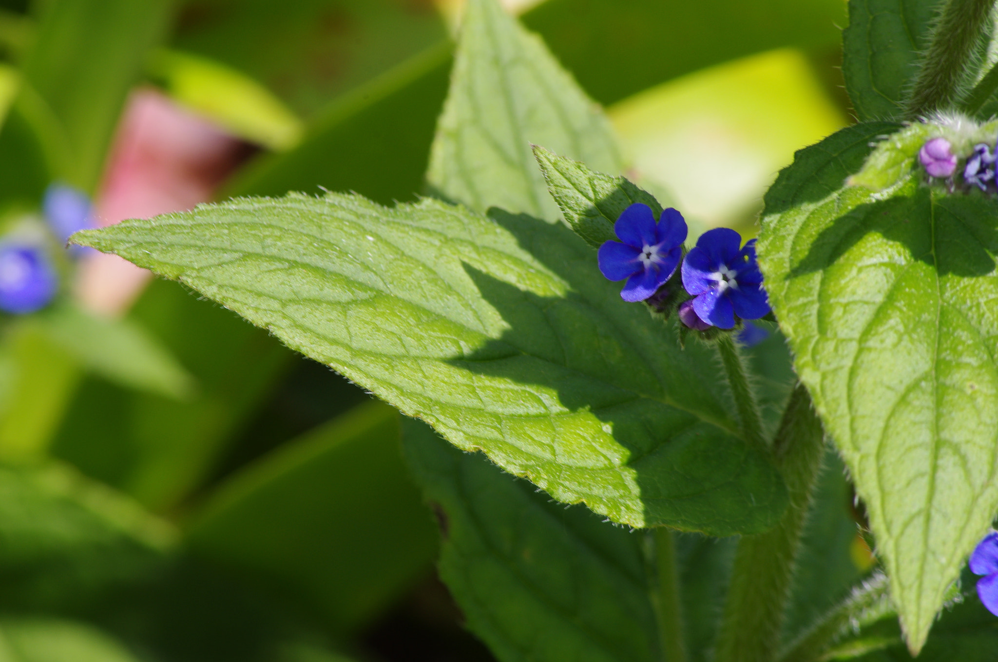 smc PENTAX-DA L 55-300mm F4-5.8 ED sample photo. Blue on green photography