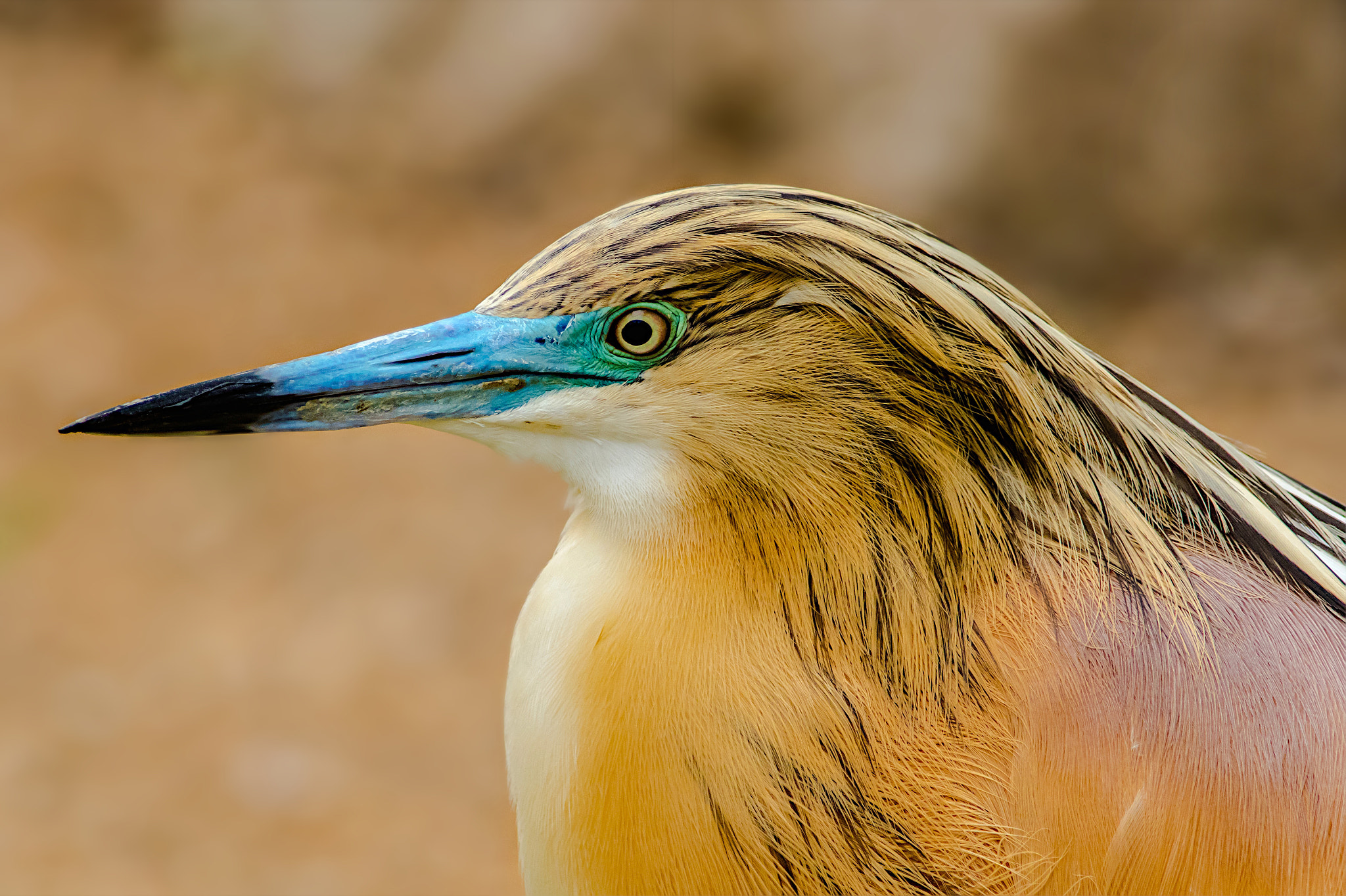 Canon EF 400mm F5.6L USM sample photo. Squacco heron photography