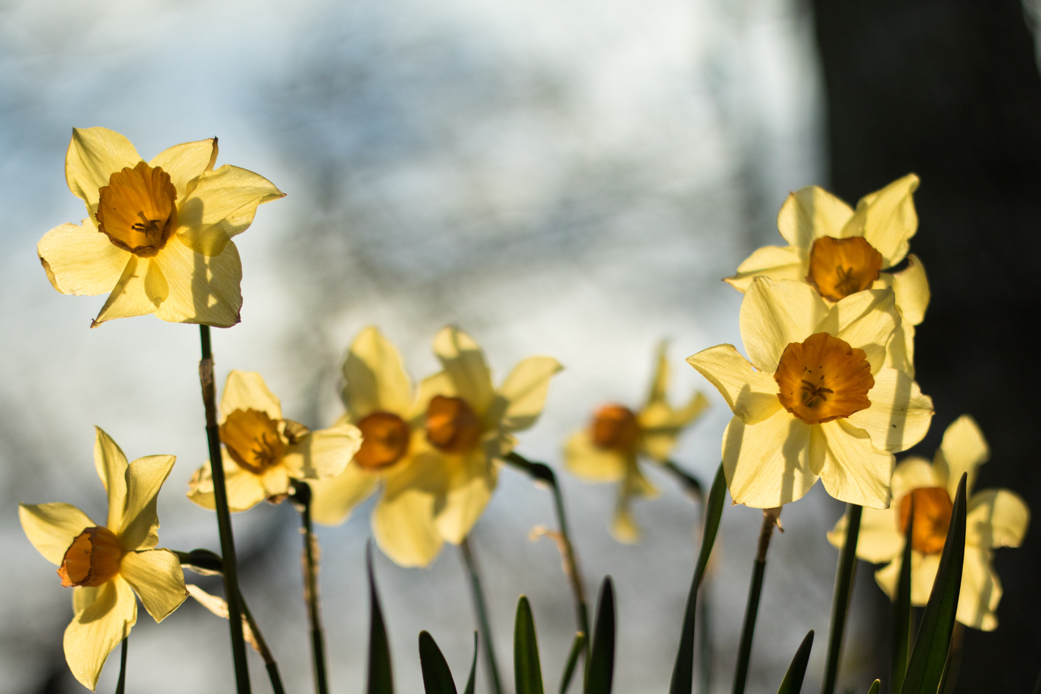 Canon EOS 760D (EOS Rebel T6s / EOS 8000D) + Canon EF 50mm F1.8 II sample photo. Daffodils in the sun photography