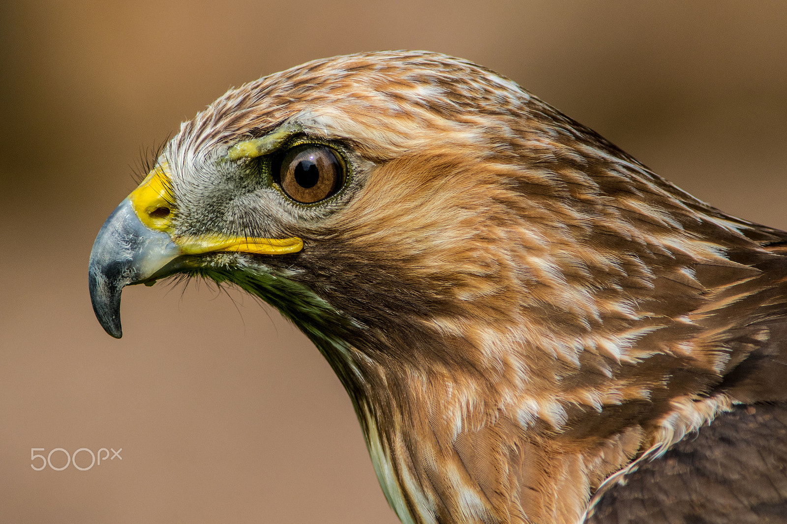 Canon EF 400mm F5.6L USM sample photo. Common buzzard photography