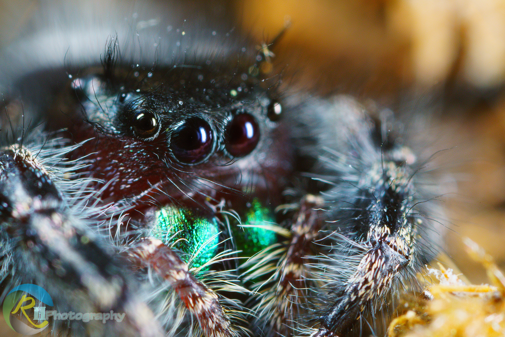 Canon MP-E 65mm F2.5 1-5x Macro Photo sample photo. Newjump photography