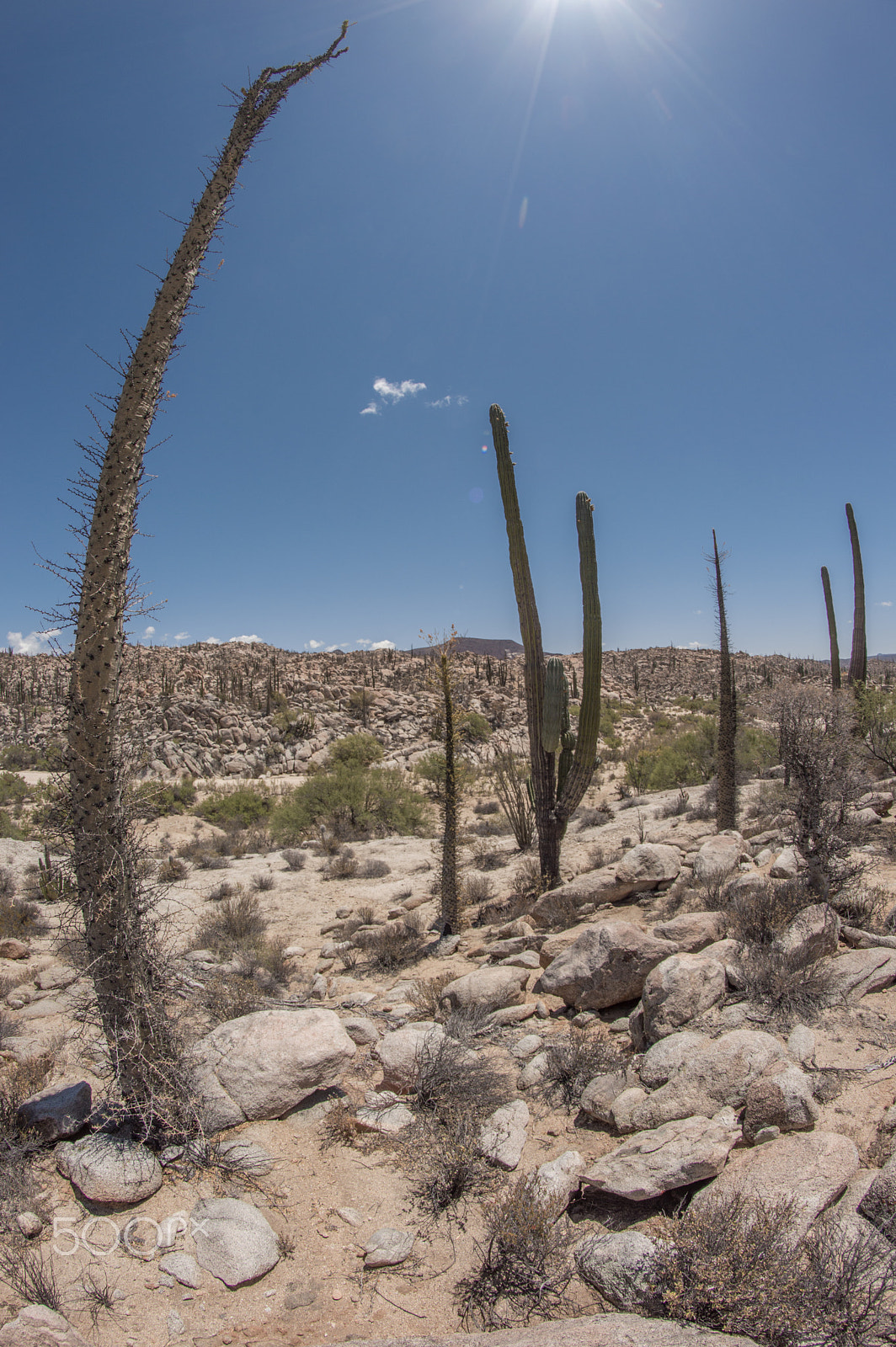 Nikon D3200 + Samyang 8mm F3.5 Aspherical IF MC Fisheye sample photo. Desert photography