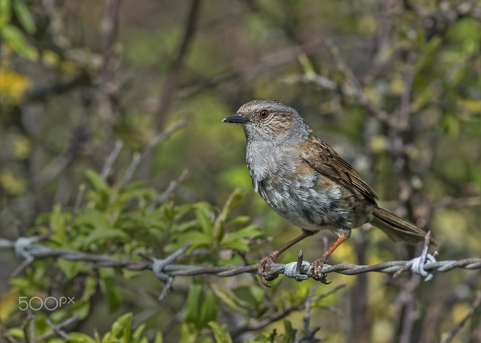 Nikon AF-S Nikkor 300mm F2.8G ED-IF VR sample photo. Dunnock photography