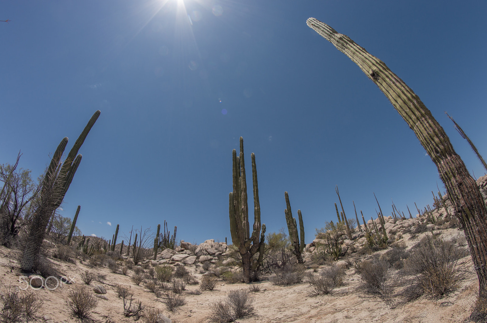 Nikon D3200 + Samyang 8mm F3.5 Aspherical IF MC Fisheye sample photo. Desert photography