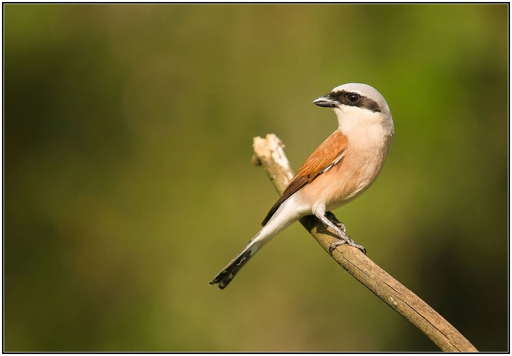 Sony Alpha DSLR-A550 + Sigma 30mm F1.4 EX DC HSM sample photo. Red-backed shrike photography