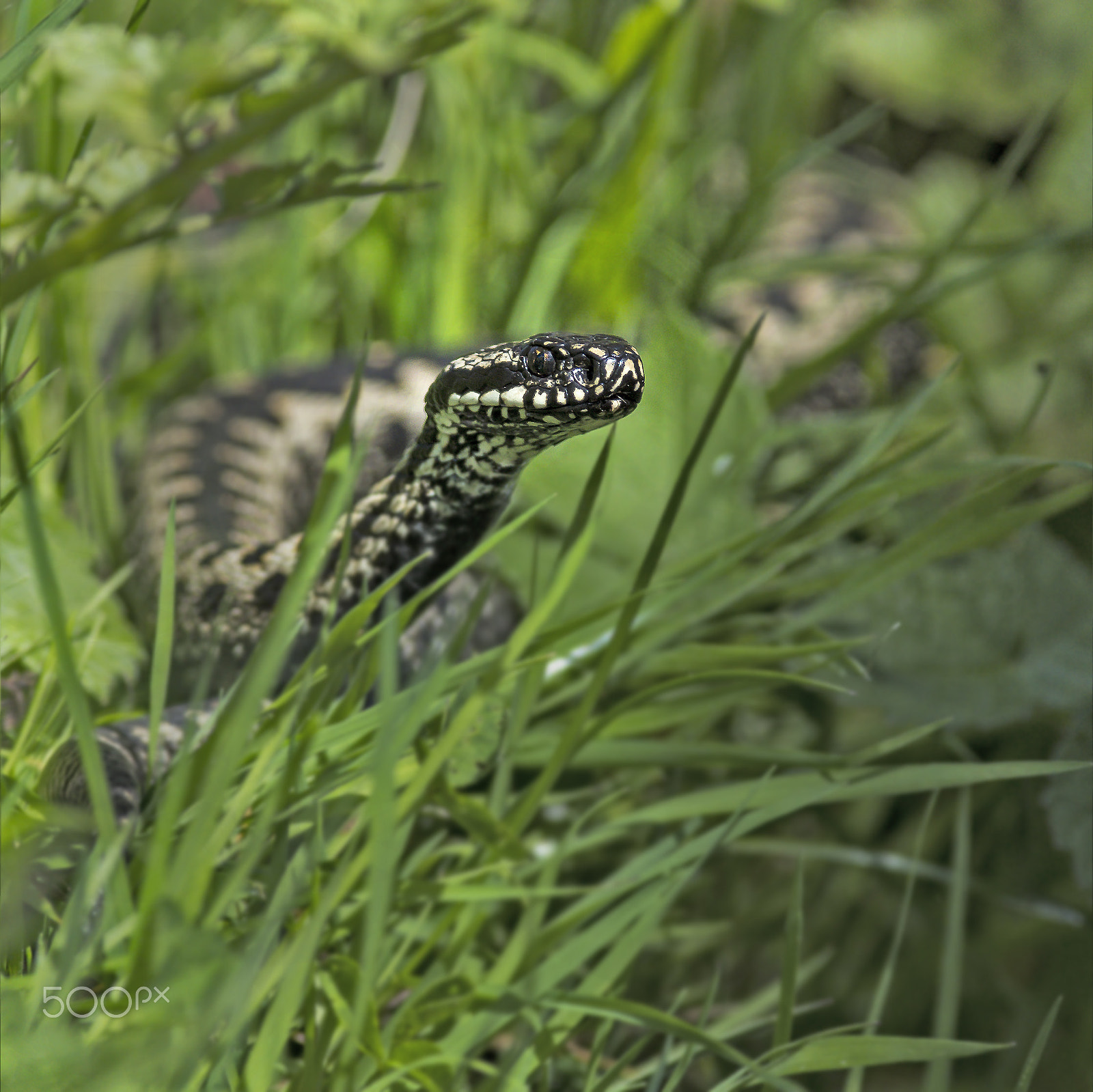 Nikon AF-S Nikkor 300mm F2.8G ED-IF VR sample photo. Adder photography