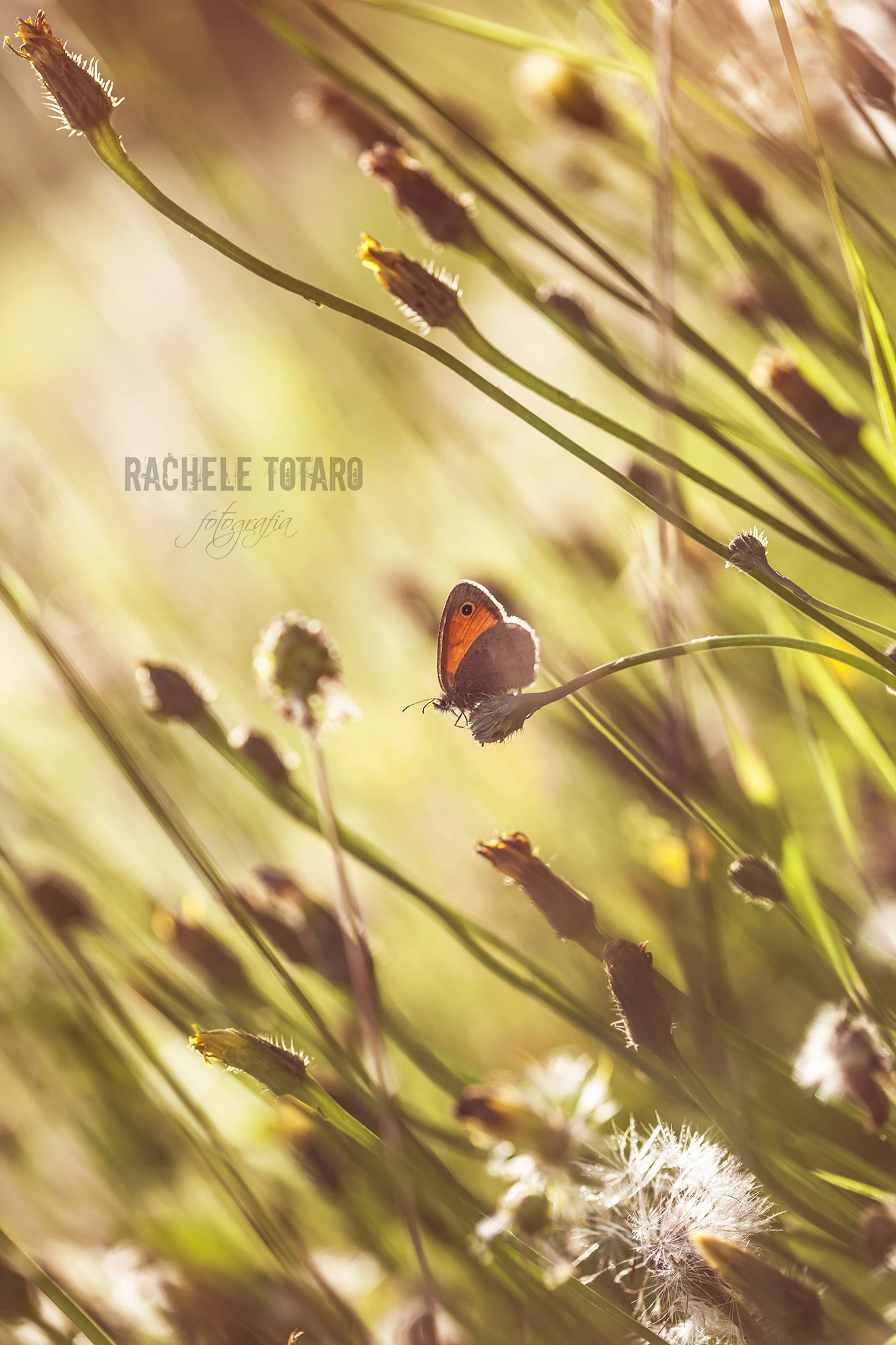 Canon EOS-1Ds Mark III sample photo. Microcosmos photography