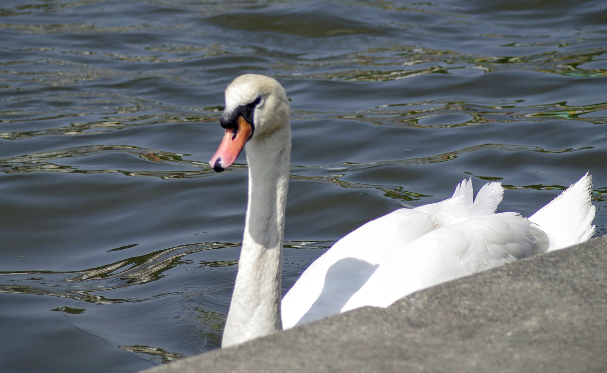 Pentax K-5 + Tamron AF 70-300mm F4-5.6 Di LD Macro sample photo. Swan at bristol harbour side  photography