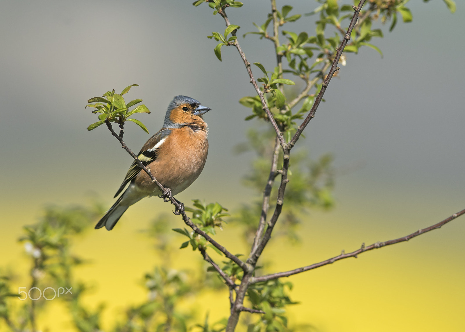 Nikon AF-S Nikkor 300mm F2.8G ED-IF VR sample photo. Chaffinch photography