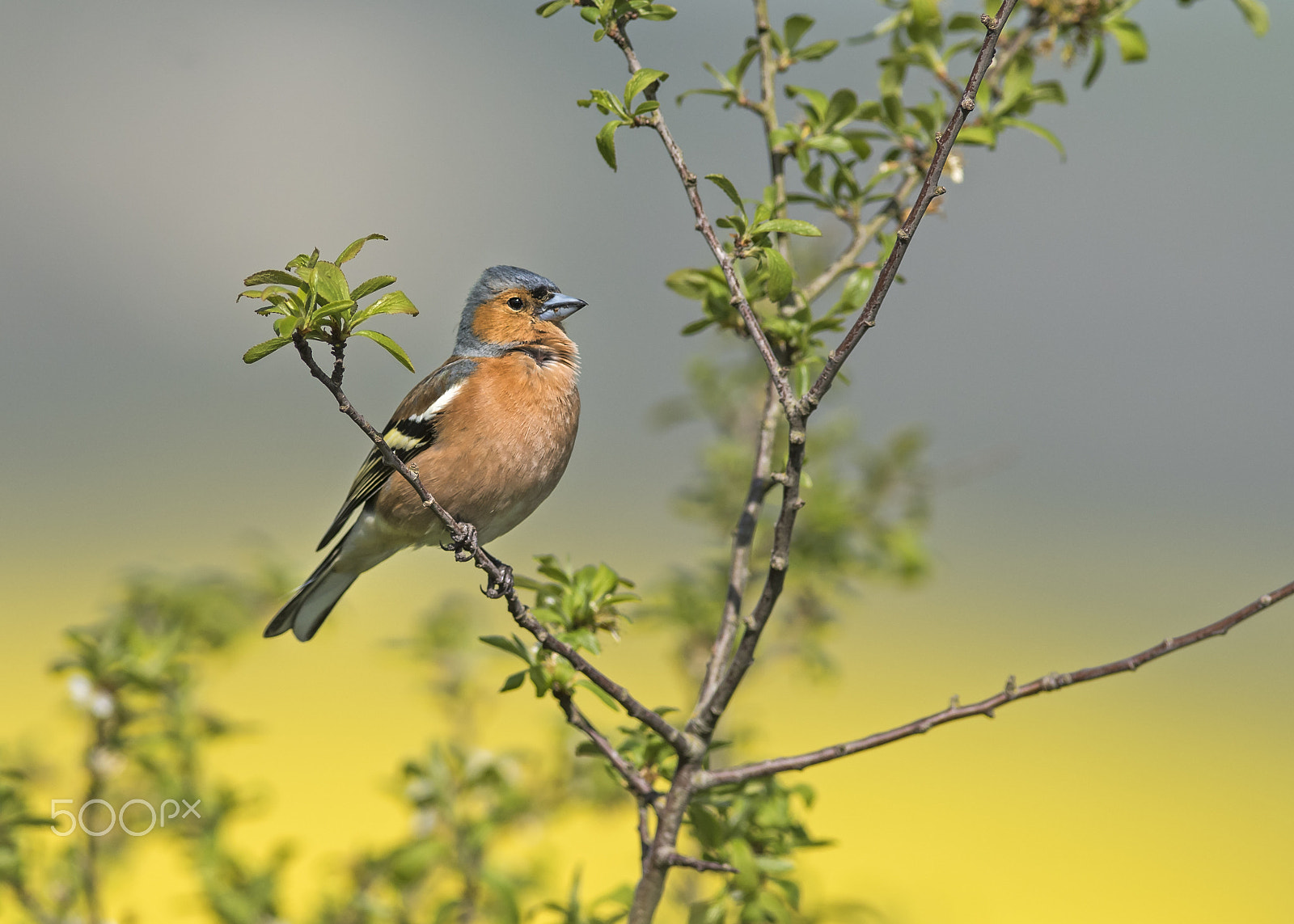 Nikon D810 + Nikon AF-S Nikkor 300mm F2.8G ED-IF VR sample photo. Chaffinch photography