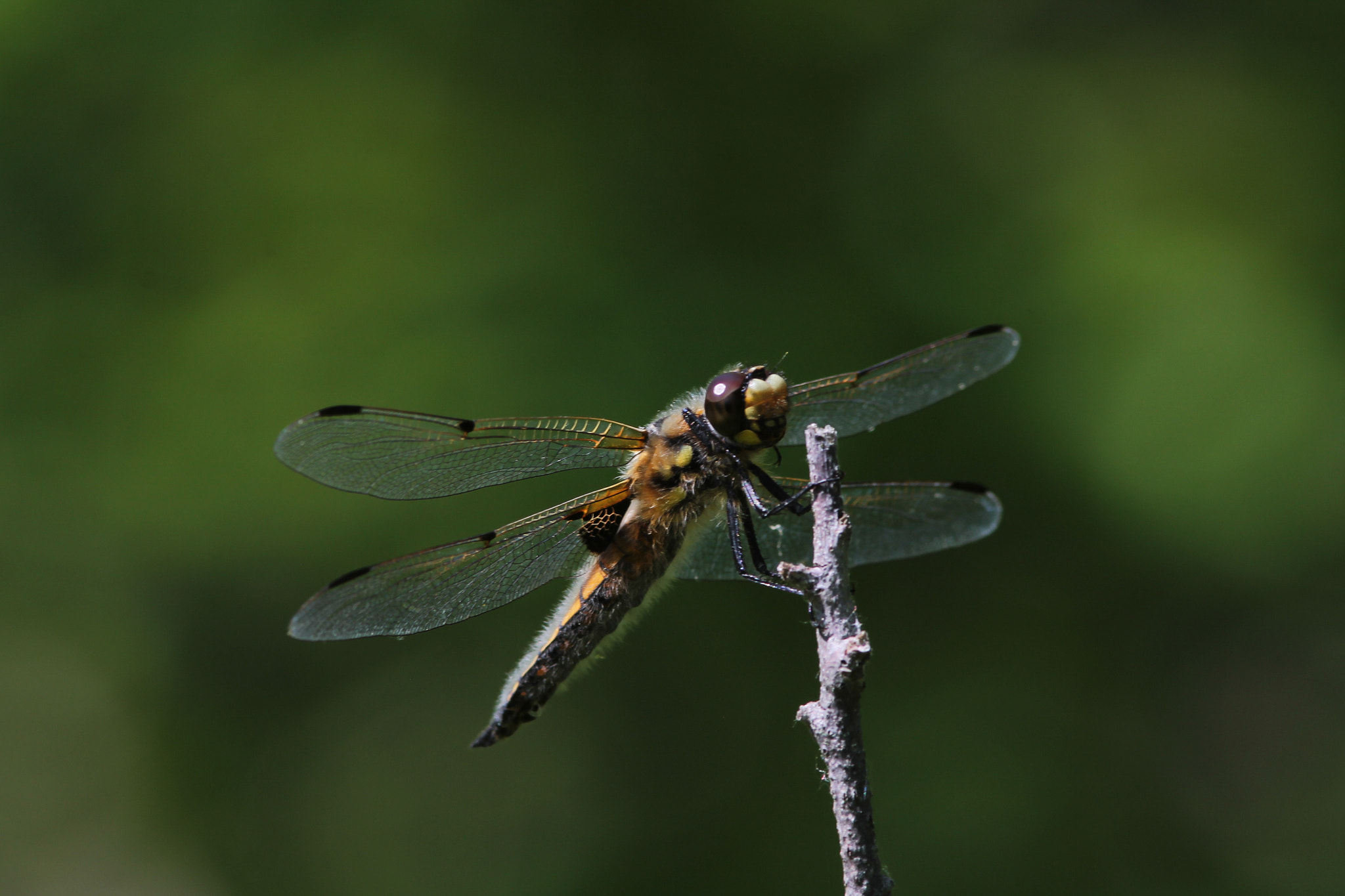 Canon EOS 1100D (EOS Rebel T3 / EOS Kiss X50) + Canon EF 300mm F4L IS USM sample photo. Dragonfly  photography
