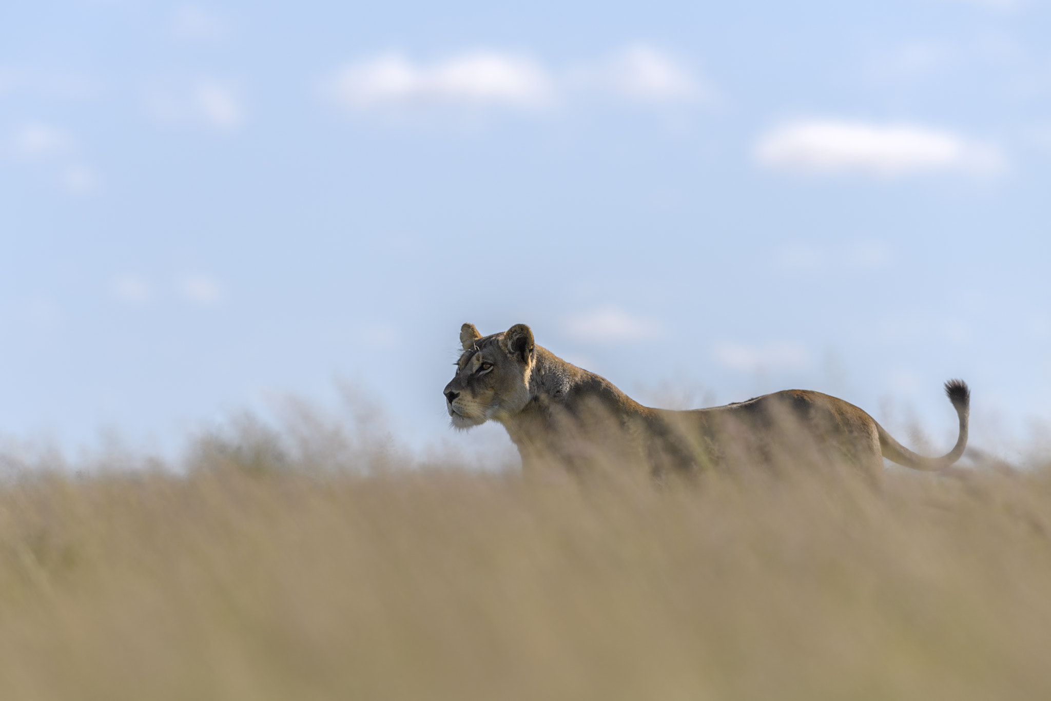 Nikon AF-S Nikkor 400mm F2.8E FL ED VR sample photo. Positioning for the hunt photography