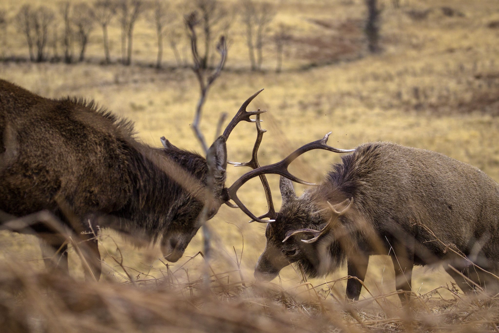 Canon EF 100-400mm F4.5-5.6L IS USM sample photo. Red deer fight photography