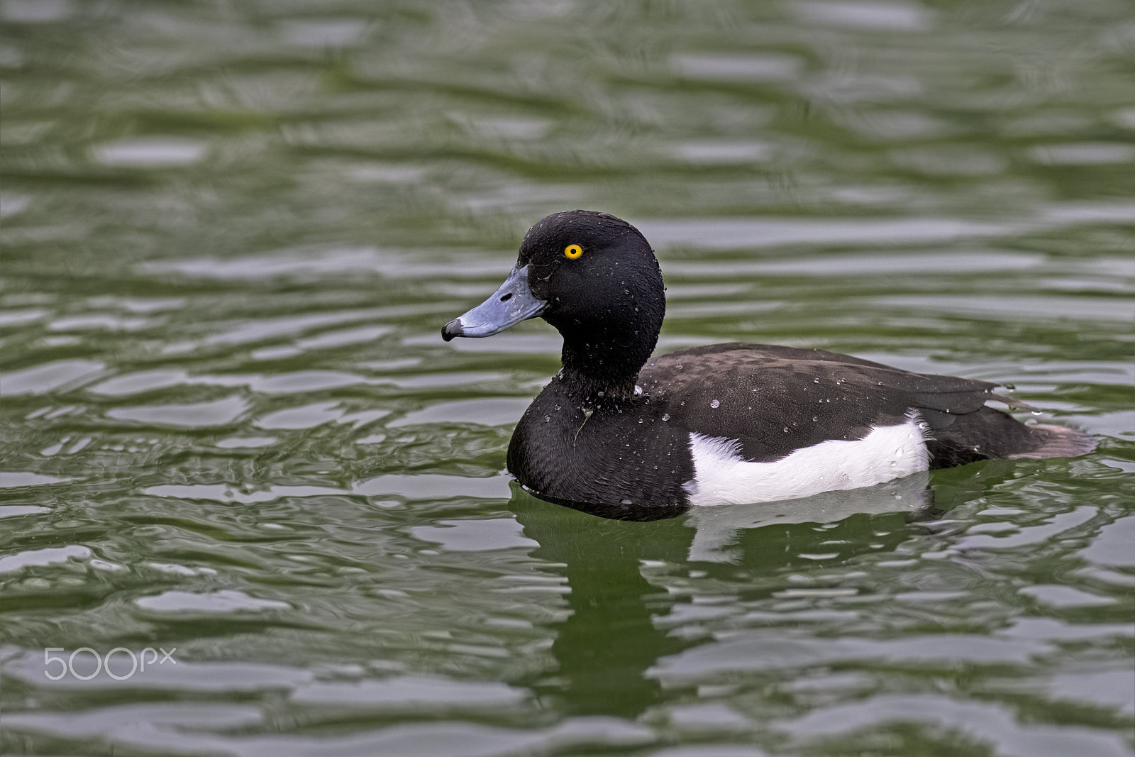 Nikon AF-S Nikkor 300mm F2.8G ED-IF VR sample photo. Tufted duck photography