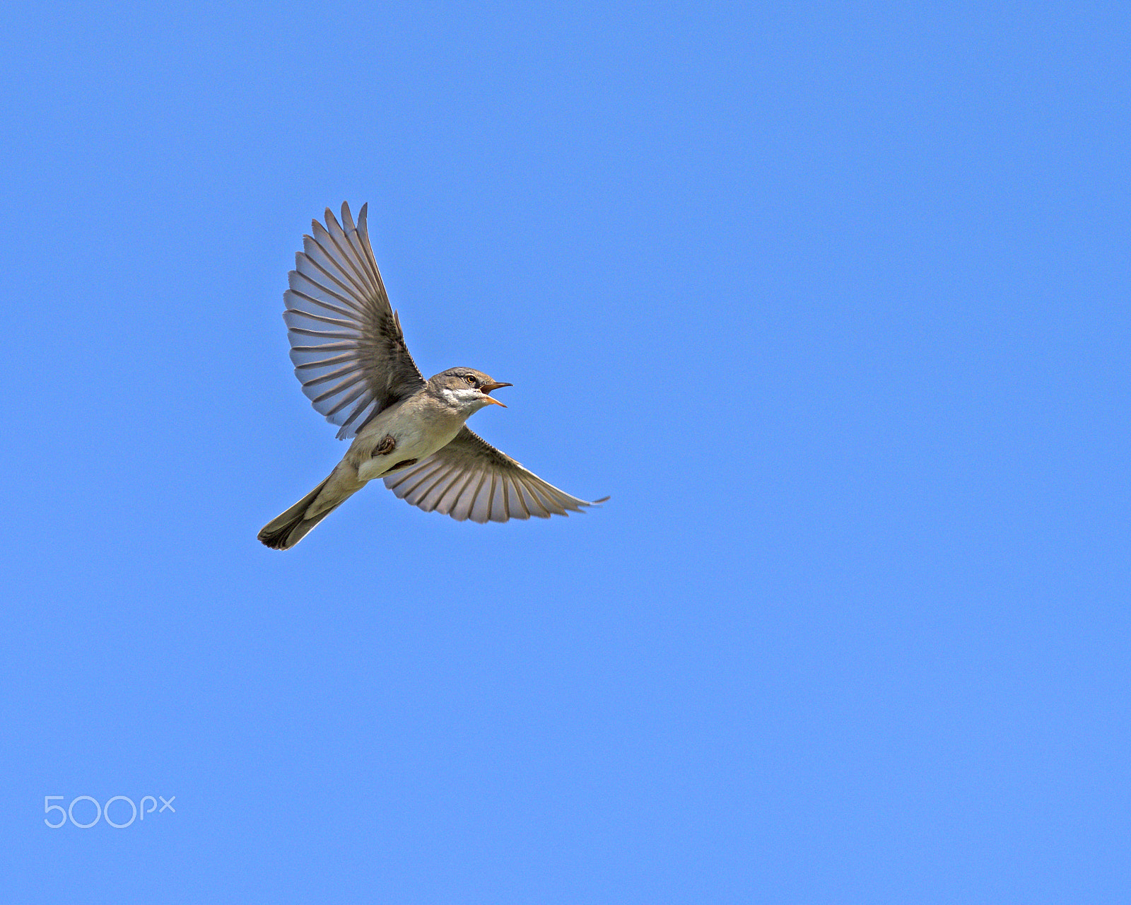 Nikon AF-S Nikkor 300mm F2.8G ED-IF VR sample photo. Whitethroat photography