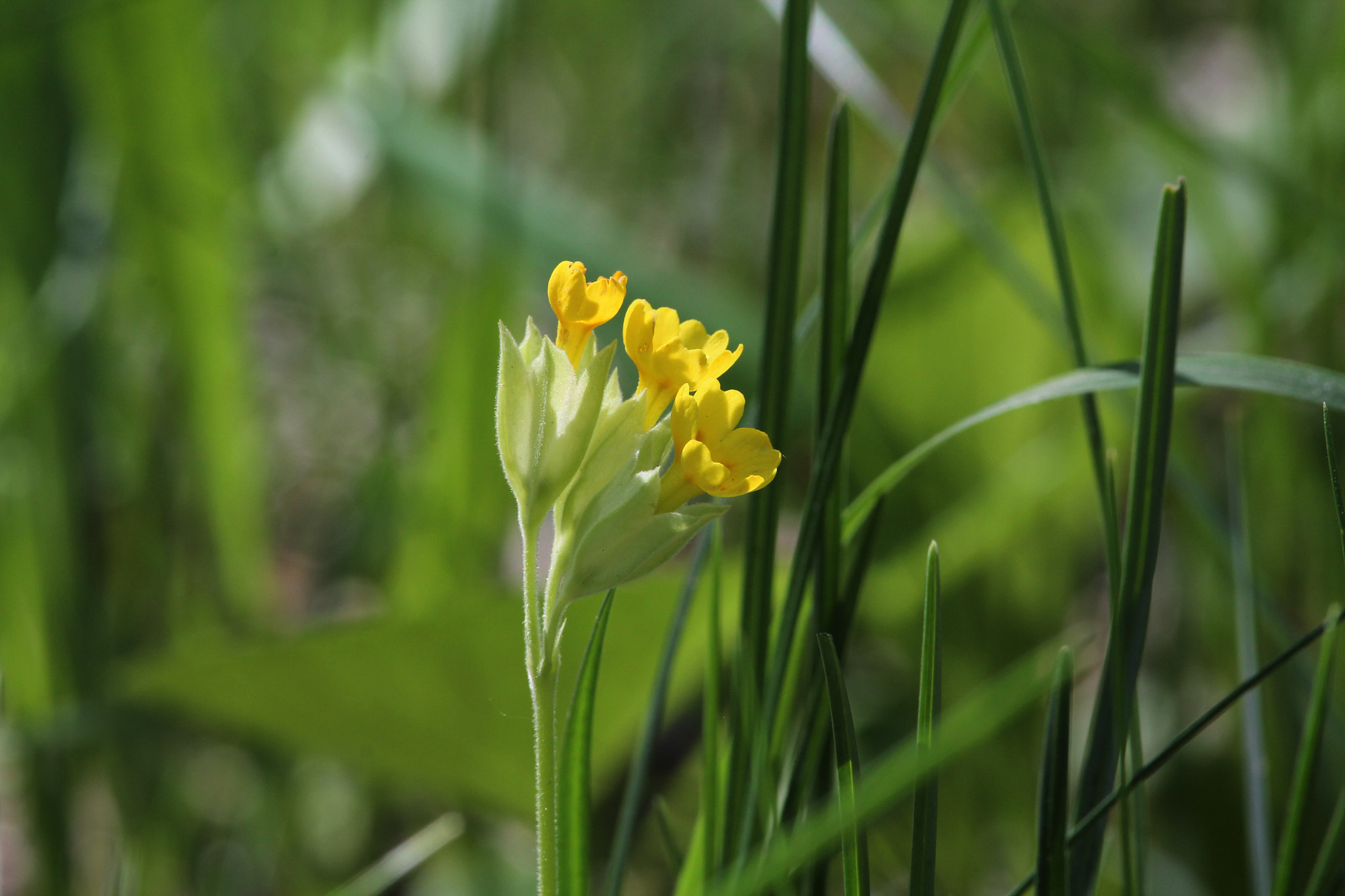 Canon EOS 1100D (EOS Rebel T3 / EOS Kiss X50) + Canon EF 300mm F4L IS USM sample photo. Cowslip photography