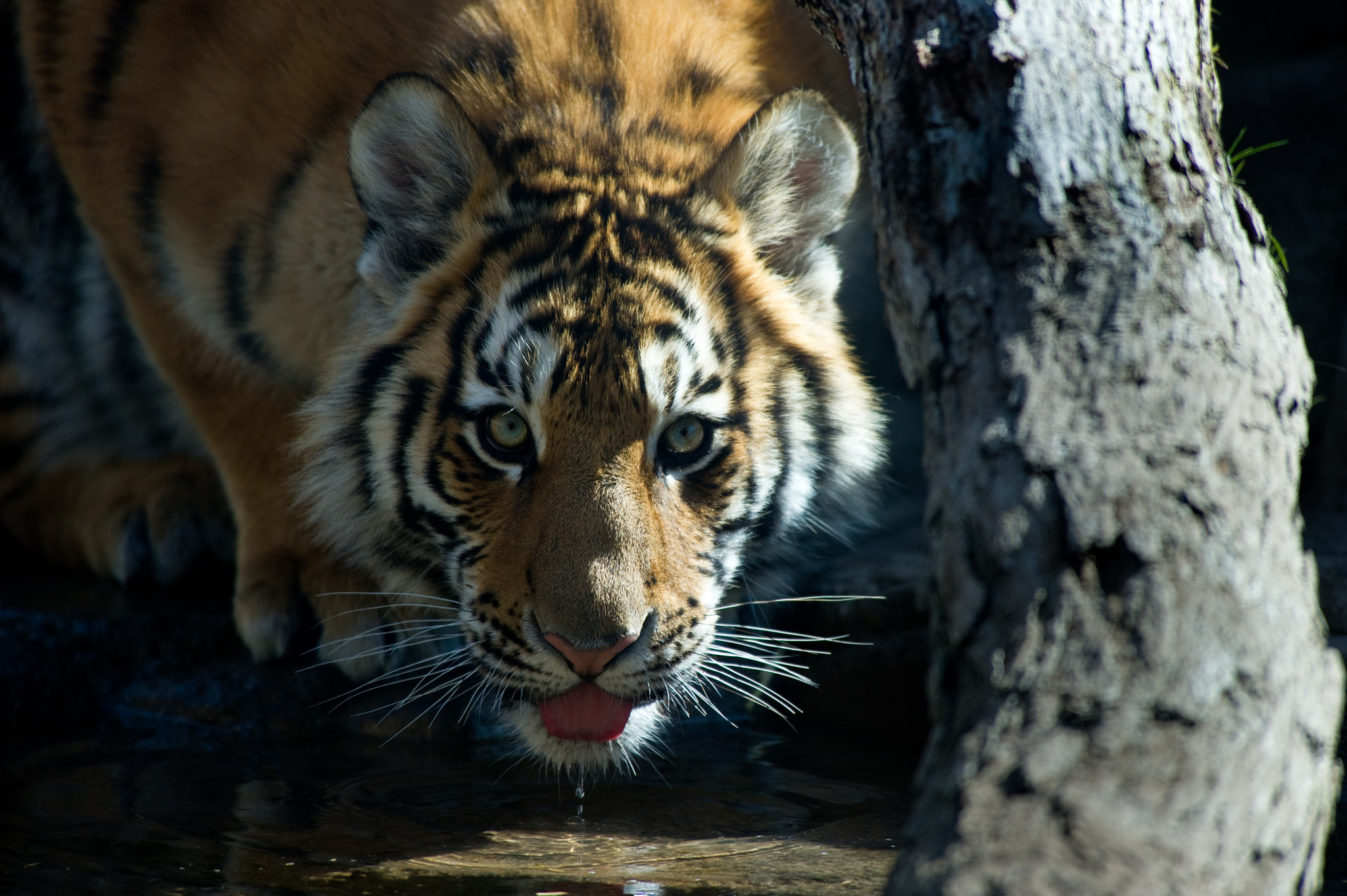 Nikon D3S sample photo. The eyes have it. photography