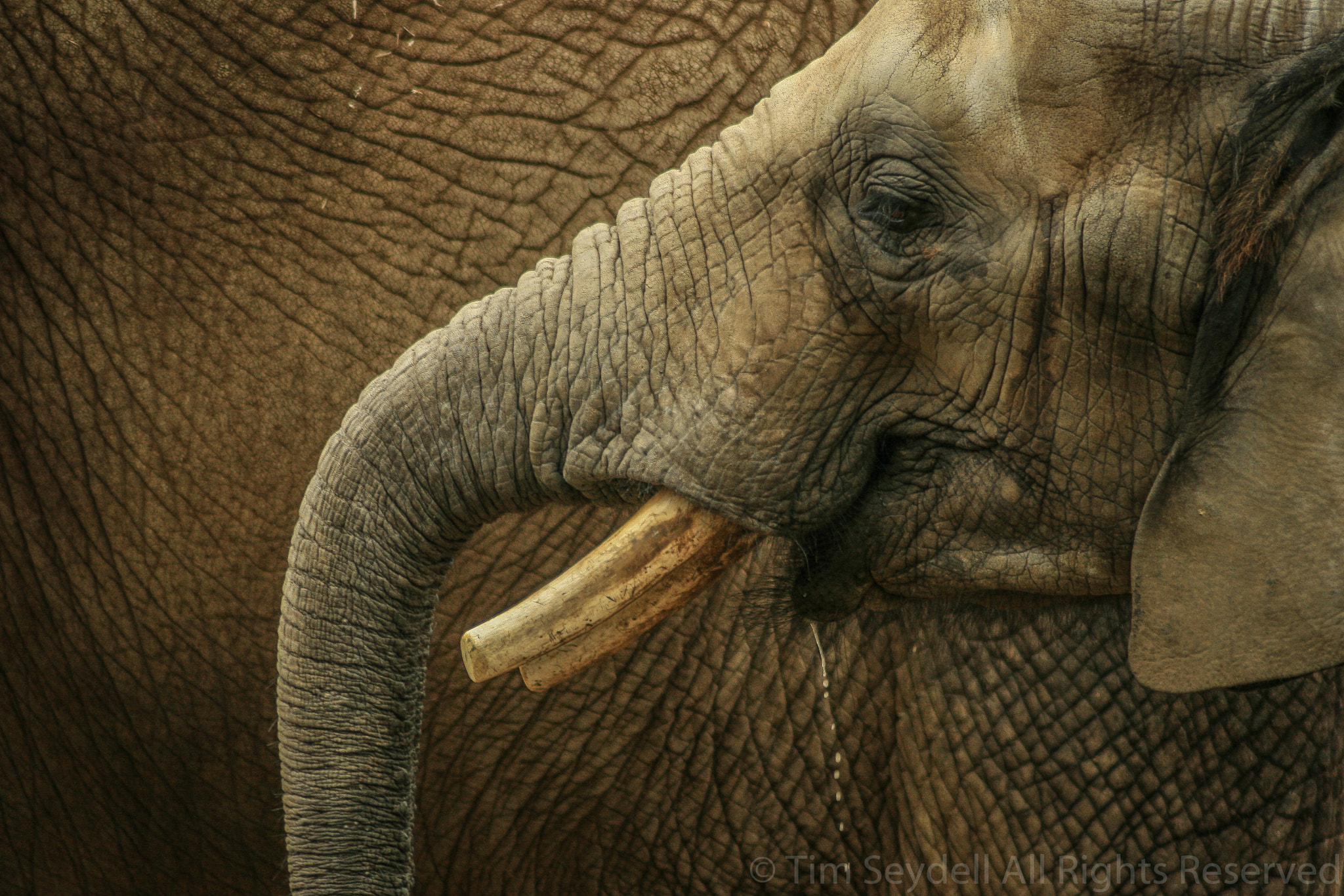 Canon EOS 400D (EOS Digital Rebel XTi / EOS Kiss Digital X) + Tamron AF 70-300mm F4-5.6 Di LD Macro sample photo. African elephant photography